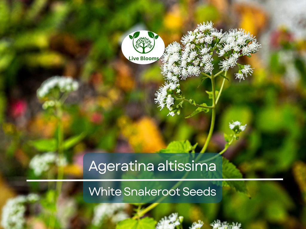 500 Ageratina Altissima White Snakeroot Seeds, Native Perennial, White Flowers, Pollinator-Friendly, Woodland Garden