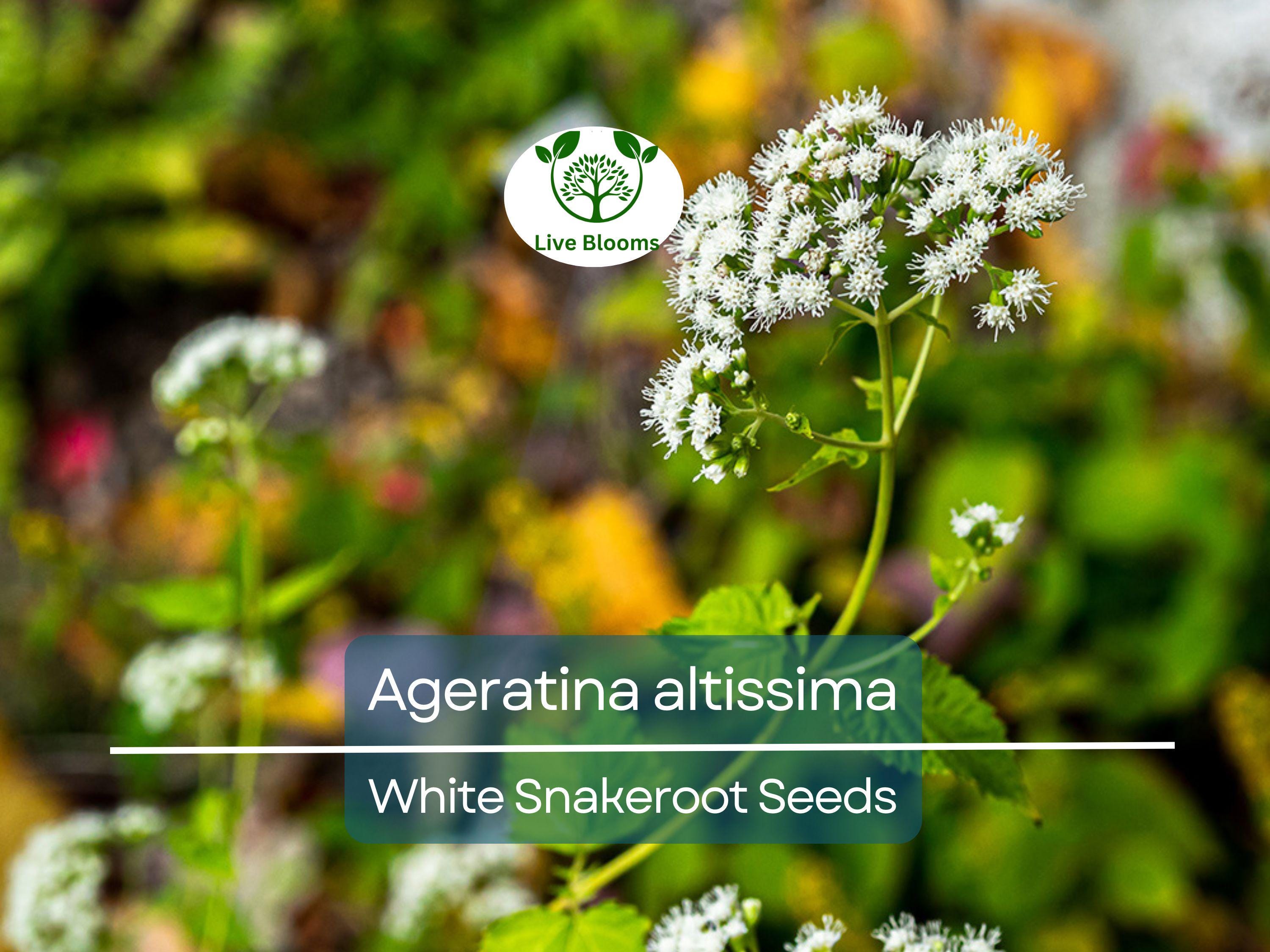 500 Ageratina Altissima White Snakeroot Seeds, Native Perennial, White Flowers, Pollinator-Friendly, Woodland Garden