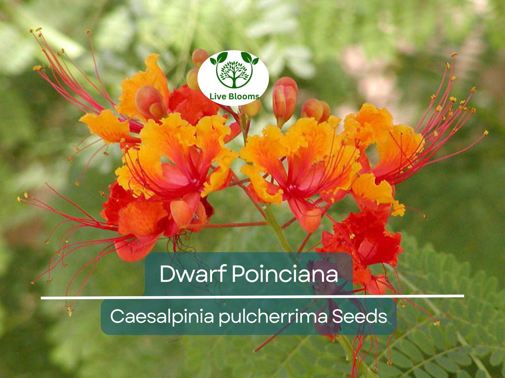 10 Dwarf Poinciana Seeds, Red Bird of Paradise (C. pulcherrima), Mexican Flowering Plant, Non-GMO, Tropical Shrub, Colorful Blooms