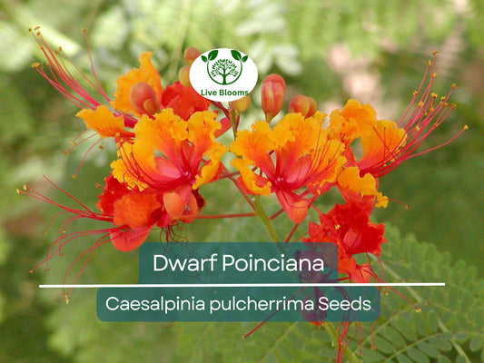 10 Dwarf Poinciana Seeds, Red Bird of Paradise (C. pulcherrima), Mexican Flowering Plant, Non-GMO, Tropical Shrub, Colorful Blooms
