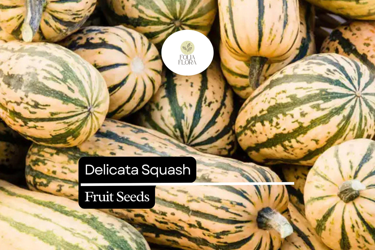 20 Seeds Delicata Squash (Cucurbita pepo) – Sweet, Nutty Flavor, Easy-to-Grow Winter Squash