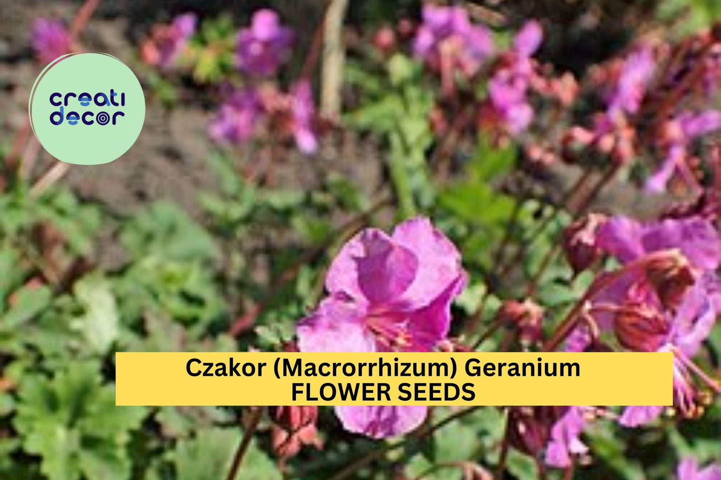 25+ Czakor Geranium Seeds – Groundcover with Magenta-Pink Blooms for Garden Planting, Drought-Tolerant Perennial – USA
