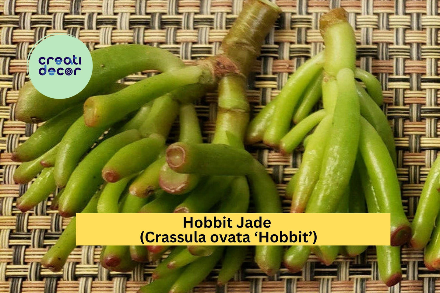 Hobbit Jade Succulent Cutting 4" – Crassula ovata ‘Hobbit’ – Unrooted Finger Jade Gollum Type for Easy Propagation
