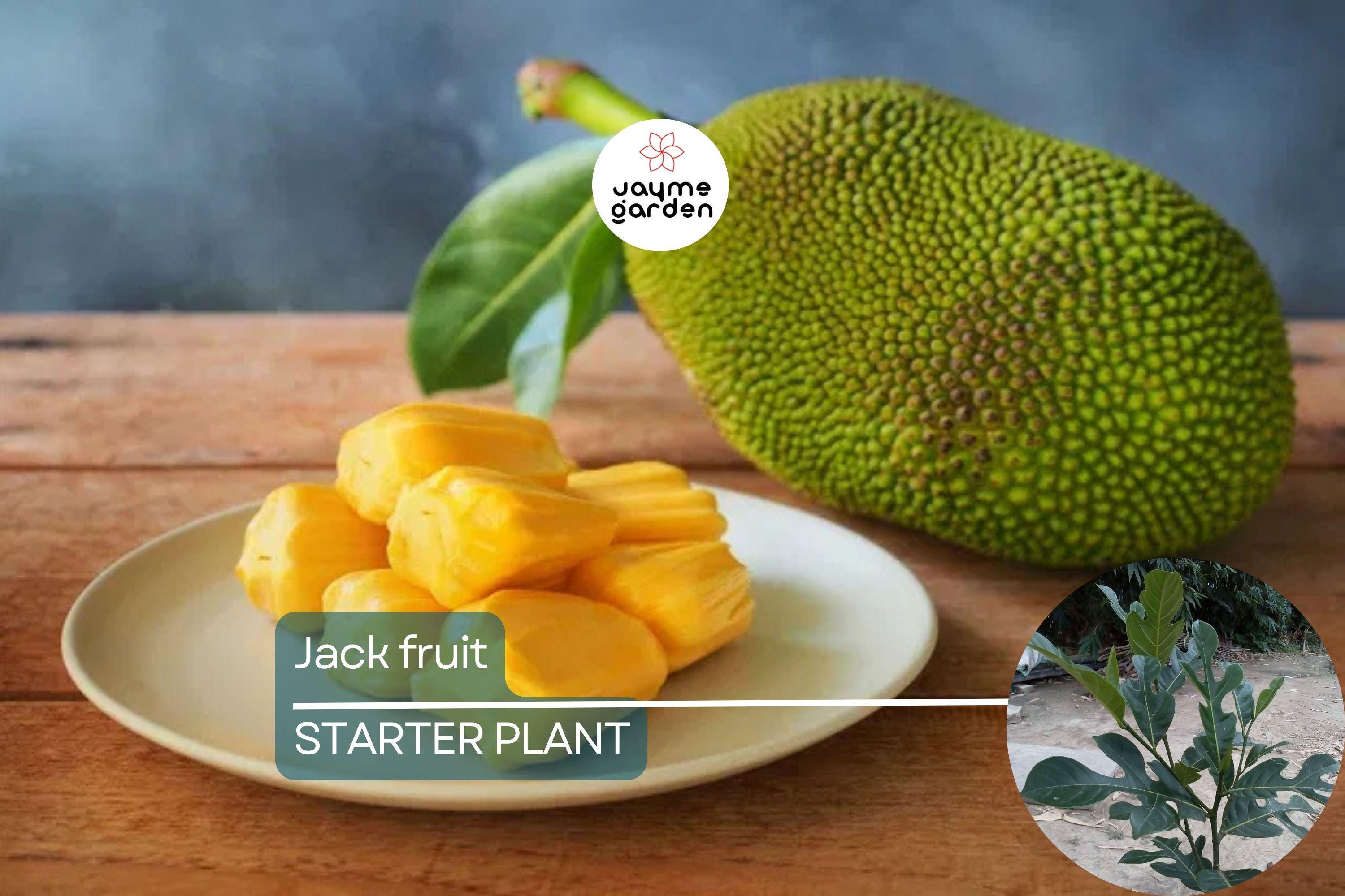 Jackfruit Tree 1′-2′ Live Starter Tropical Fruit Tree | Artocarpus heterophyllus | Nutritious, Versatile, Sustainable | Vegan-Friendly