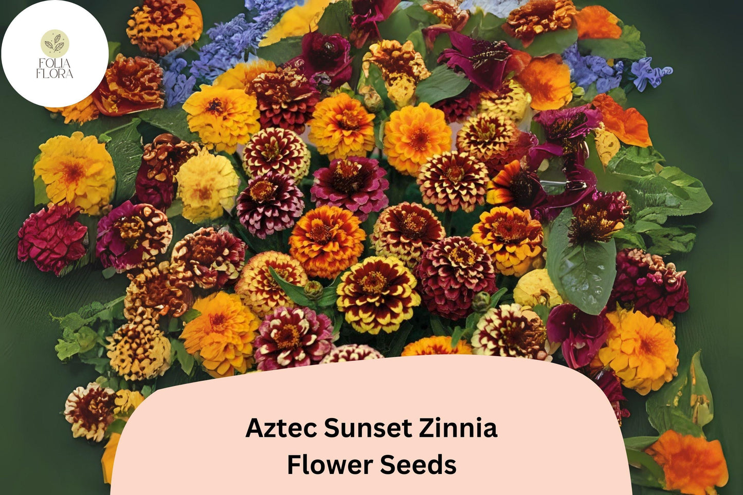 100+ Aztec Sunset Zinnia Seeds – Warm Bi-Color Blooms for Summer Gardens & Cut Flowers