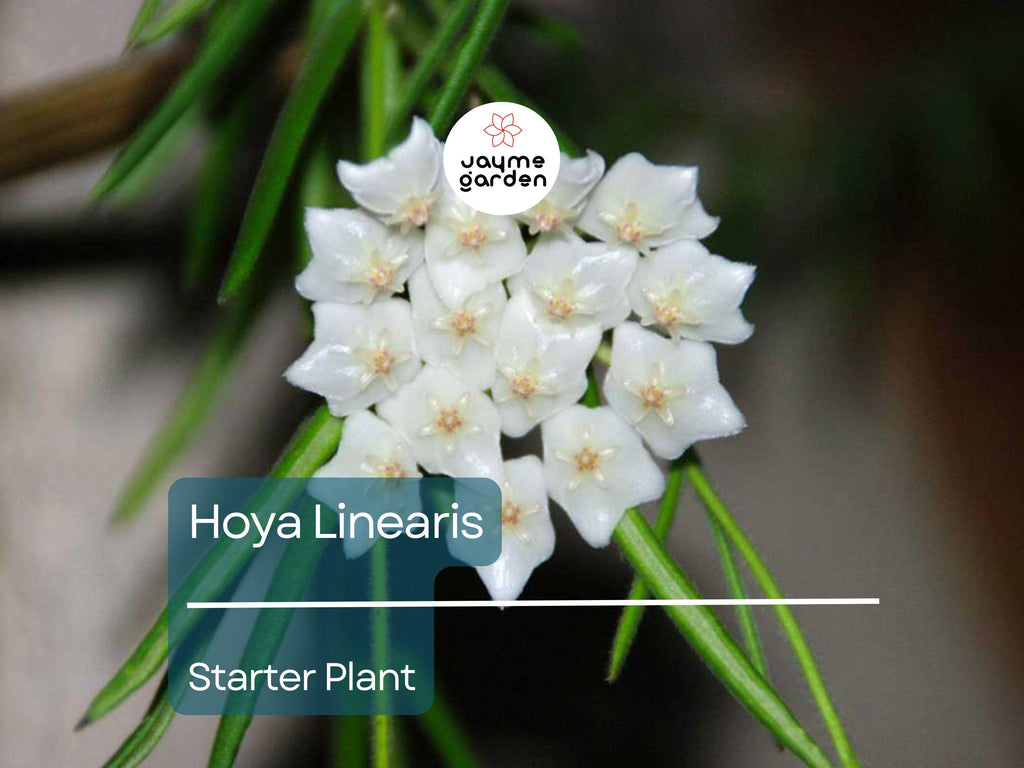 Hoya Linearis Starter Plant In 2 Inch Pot | Wax Plant Vine | Indoor/Outdoor Easy-Care Houseplant | Thrives in Low Light