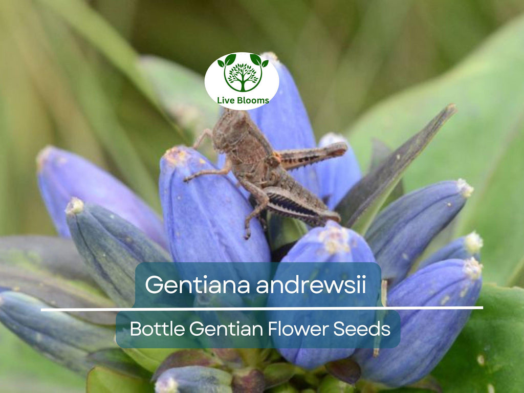 100 mg Seeds Gentiana andrewsii (Bottle Gentian) for Planting | Rare Native Wildflower for Shade Gardens & Pollinator Habitats