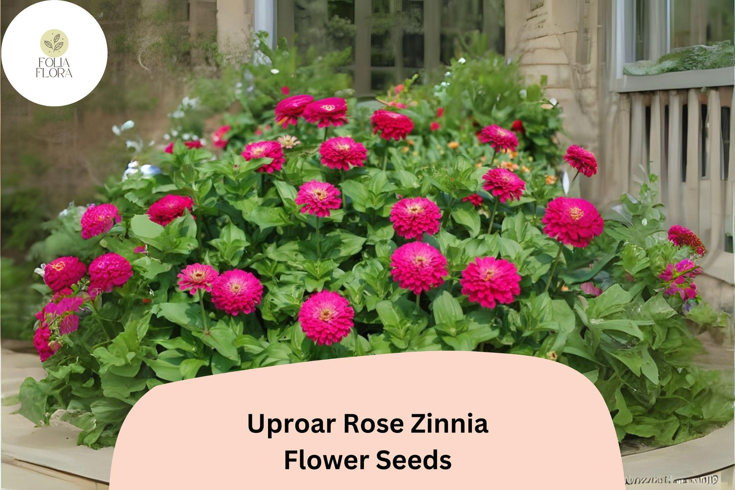 100+ Uproar Rose Zinnia Seeds – Large Pink Rose Blooms for Garden Planting, Borders & Cut Flower Bouquets