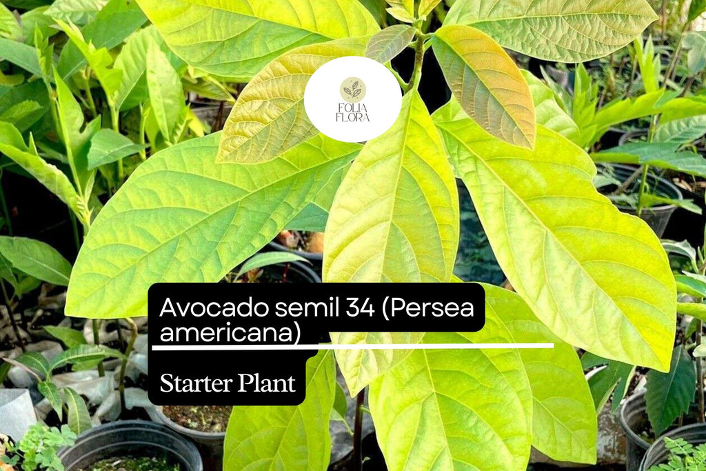 1 Avocado Semil 34 (Persea americana) Starter Plant – Tropical Live Fruit Tree 12″-24″