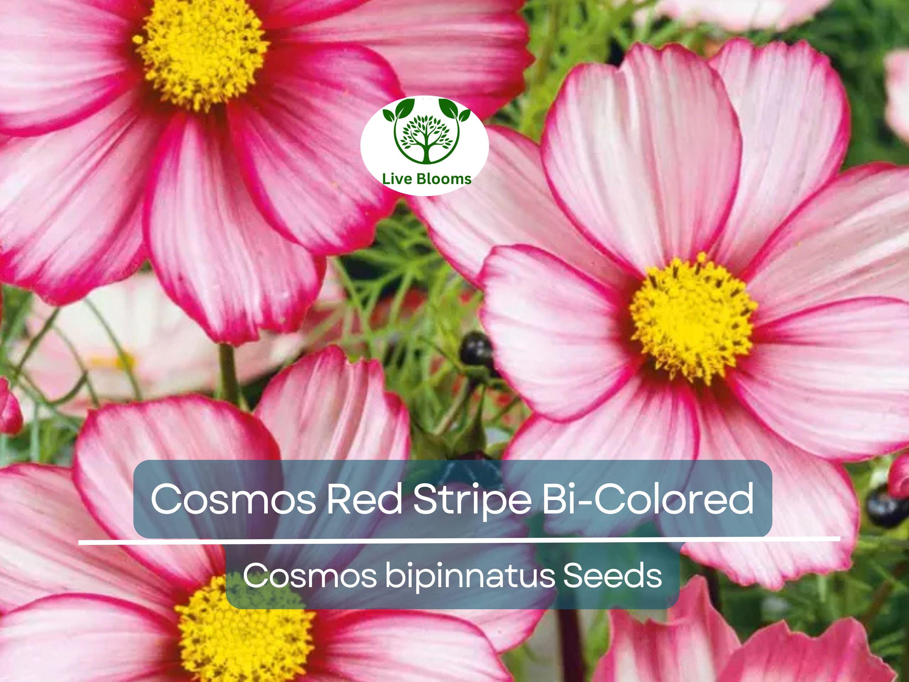 100 Seeds Cosmos Red Stripe Bi-Colored Flowers Pollinators Butterflies Non-GMO (Cosmos bipinnatus)