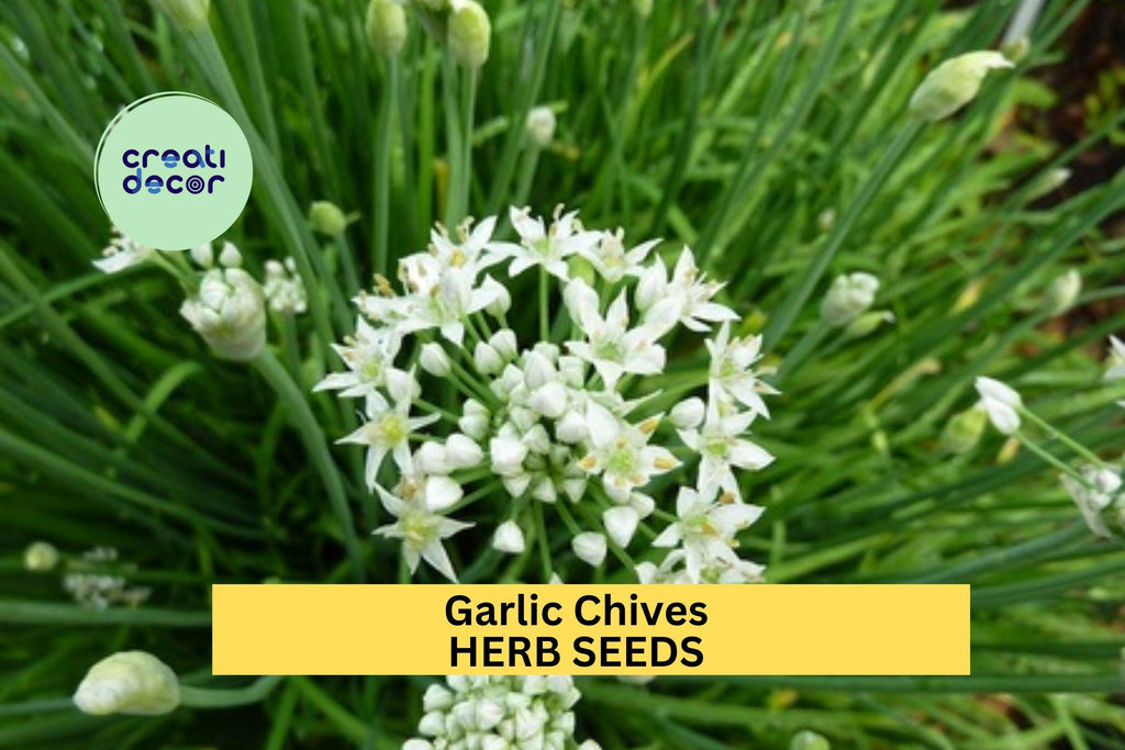 3pcs of 300mg Garlic Chives Seeds – Hardy Perennial Herb with Mild Garlic Flavor for Gardens, Pots & Culinary Use Seeds for Planting