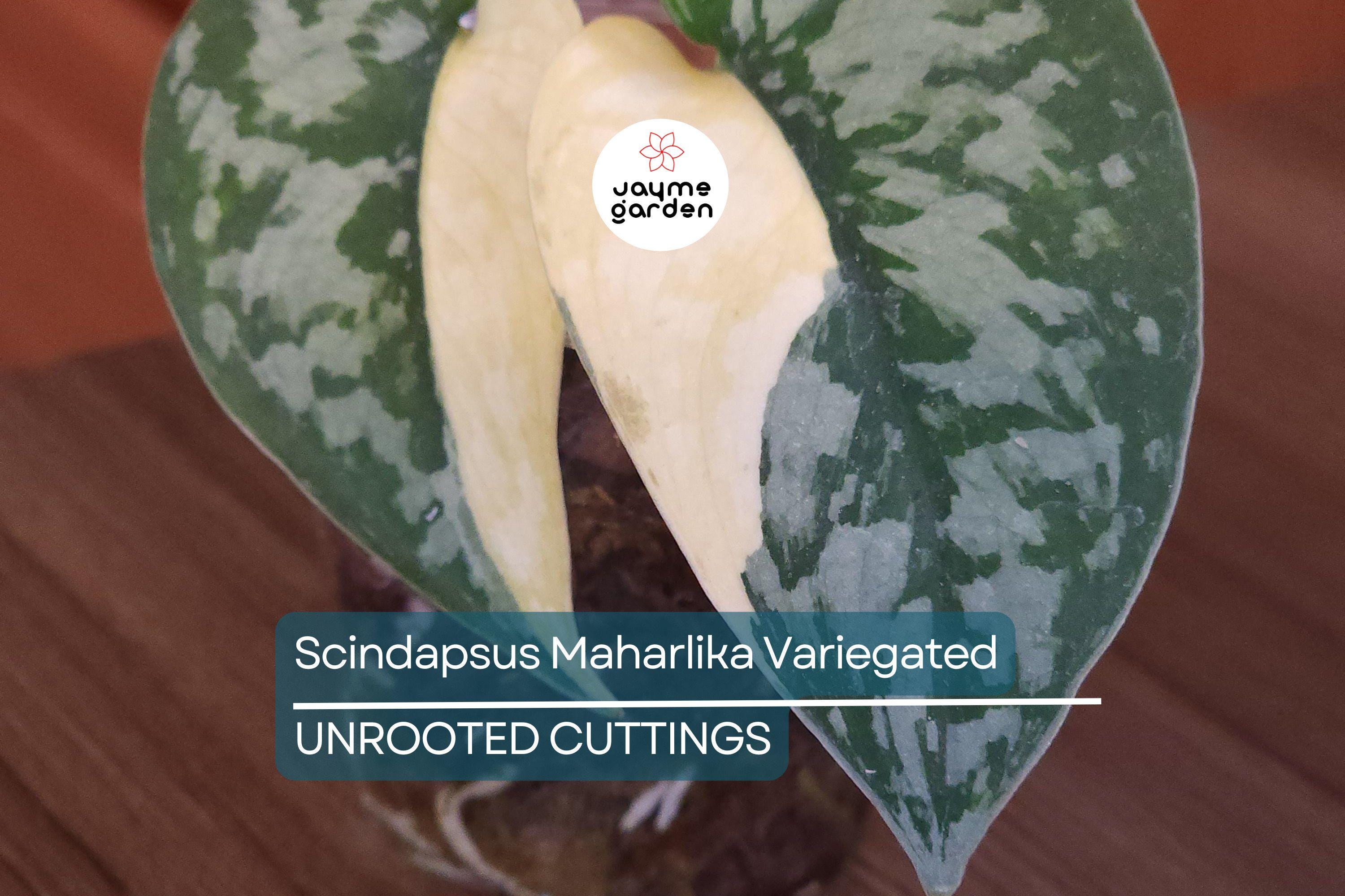 Scindapsus Maharlika Variegated 1 Node 1 Leaf UNROOTED Cutting - Rare Houseplant