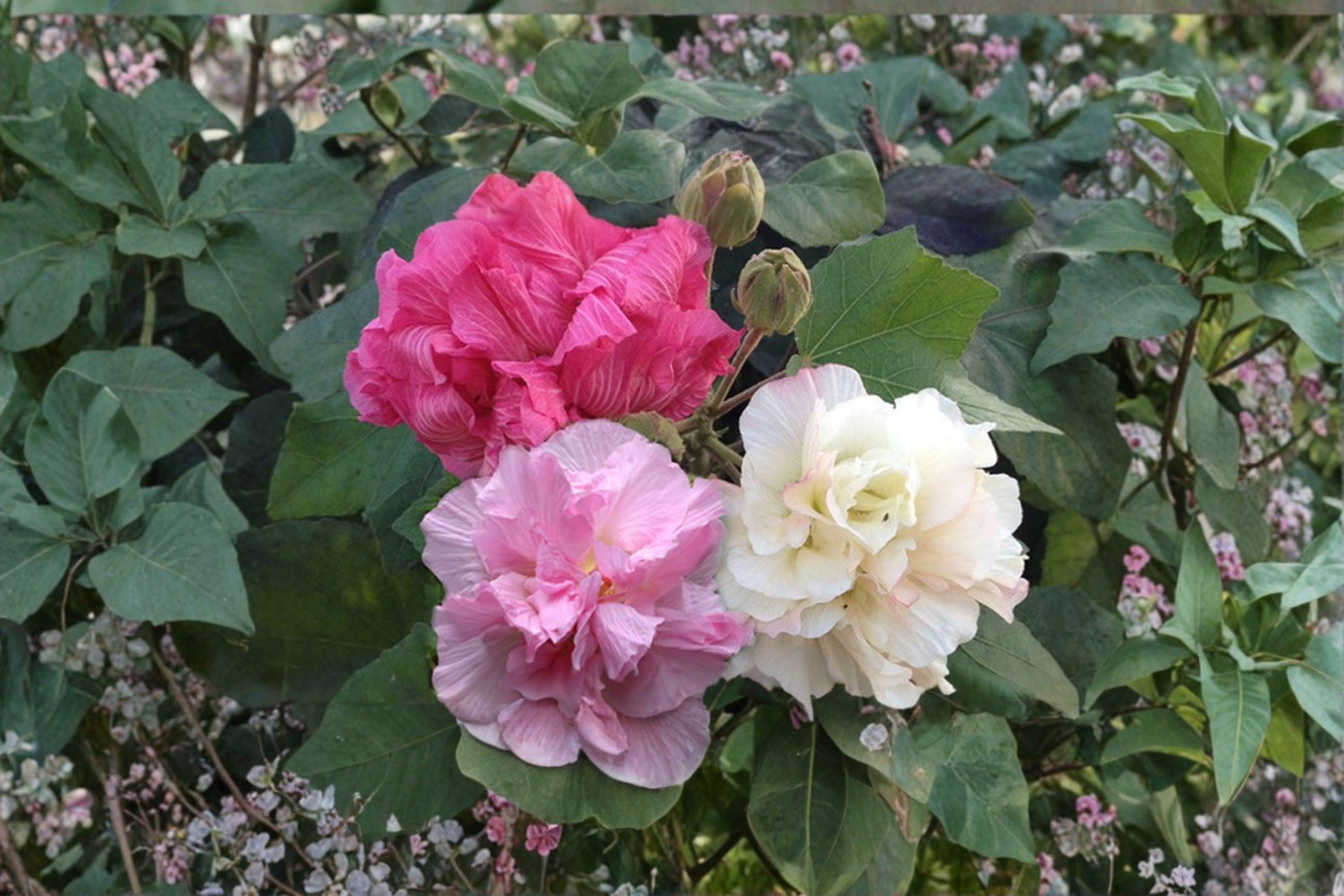 False Confederate Rose Seeds – Hibiscus paramutabilis | 10 Seeds | Hardy Everblooming Mallow