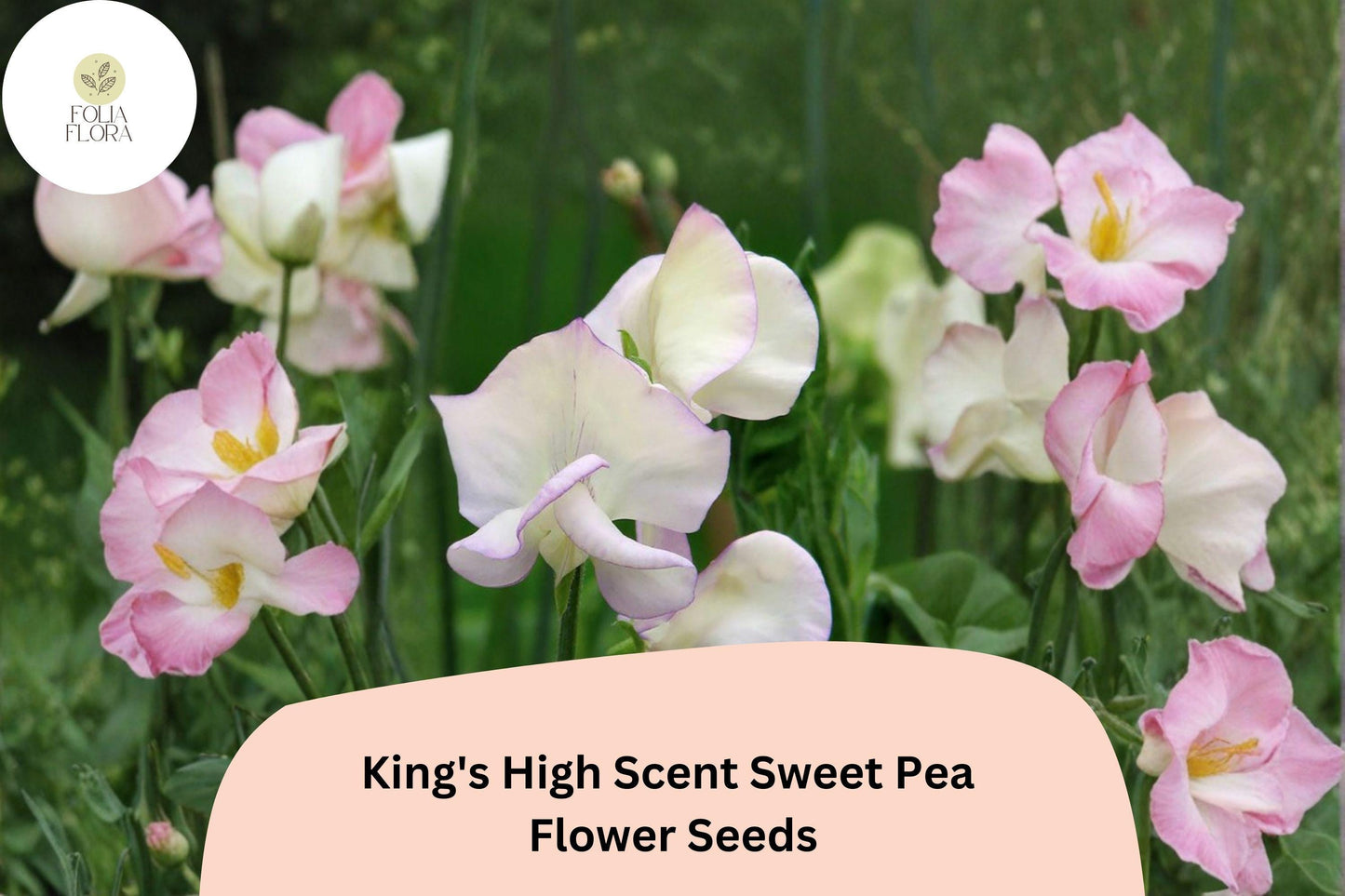 King’s High Scent Sweet Pea Seeds | Lathyrus odoratus Flowers Garden Planting (50+ Seeds)