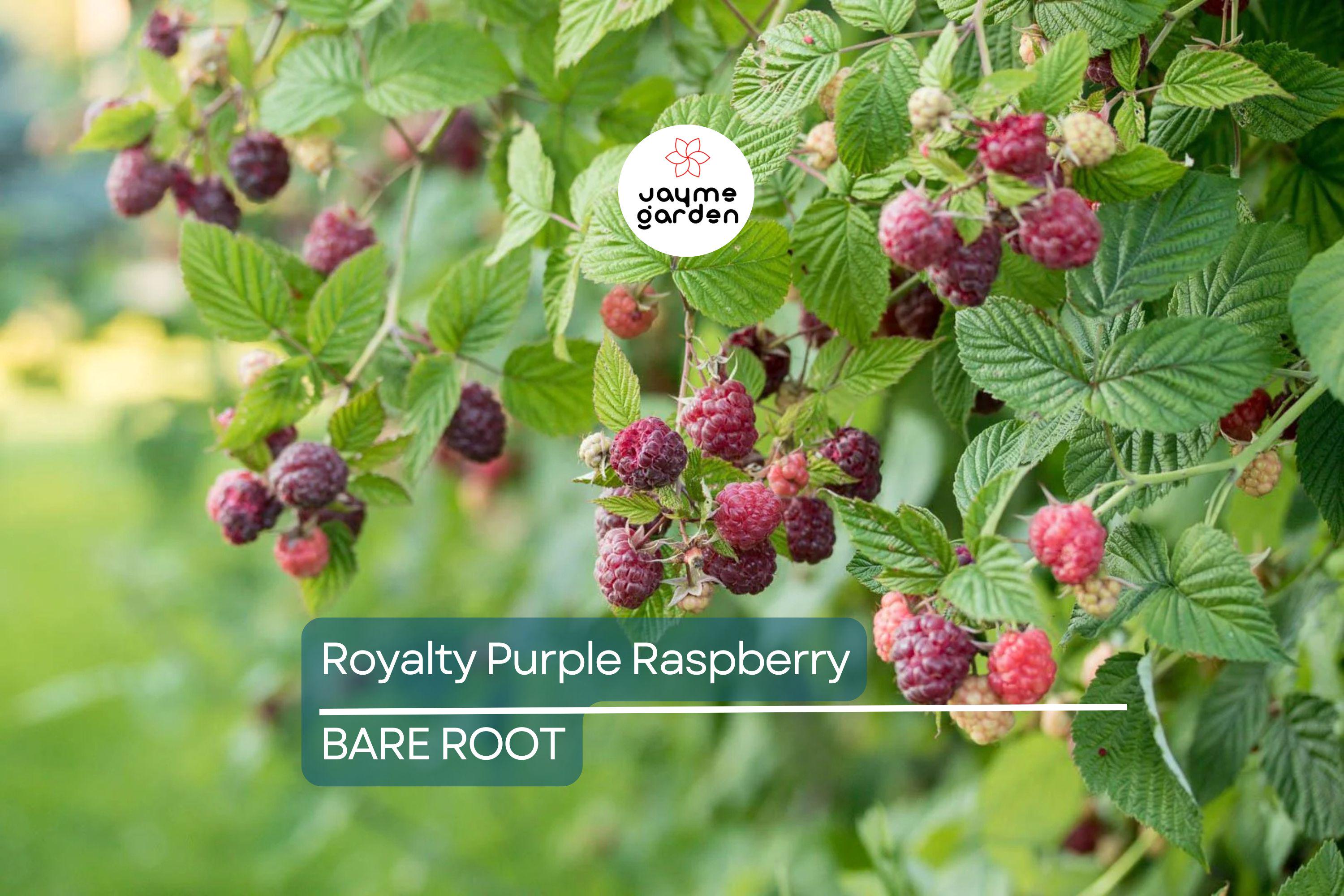 Royalty Purple Raspberry Bare Root Canes | 2-Year-Old Plants | Large Berries | Sweet Flavor | Cold Hardy | USDA Zones 4-8