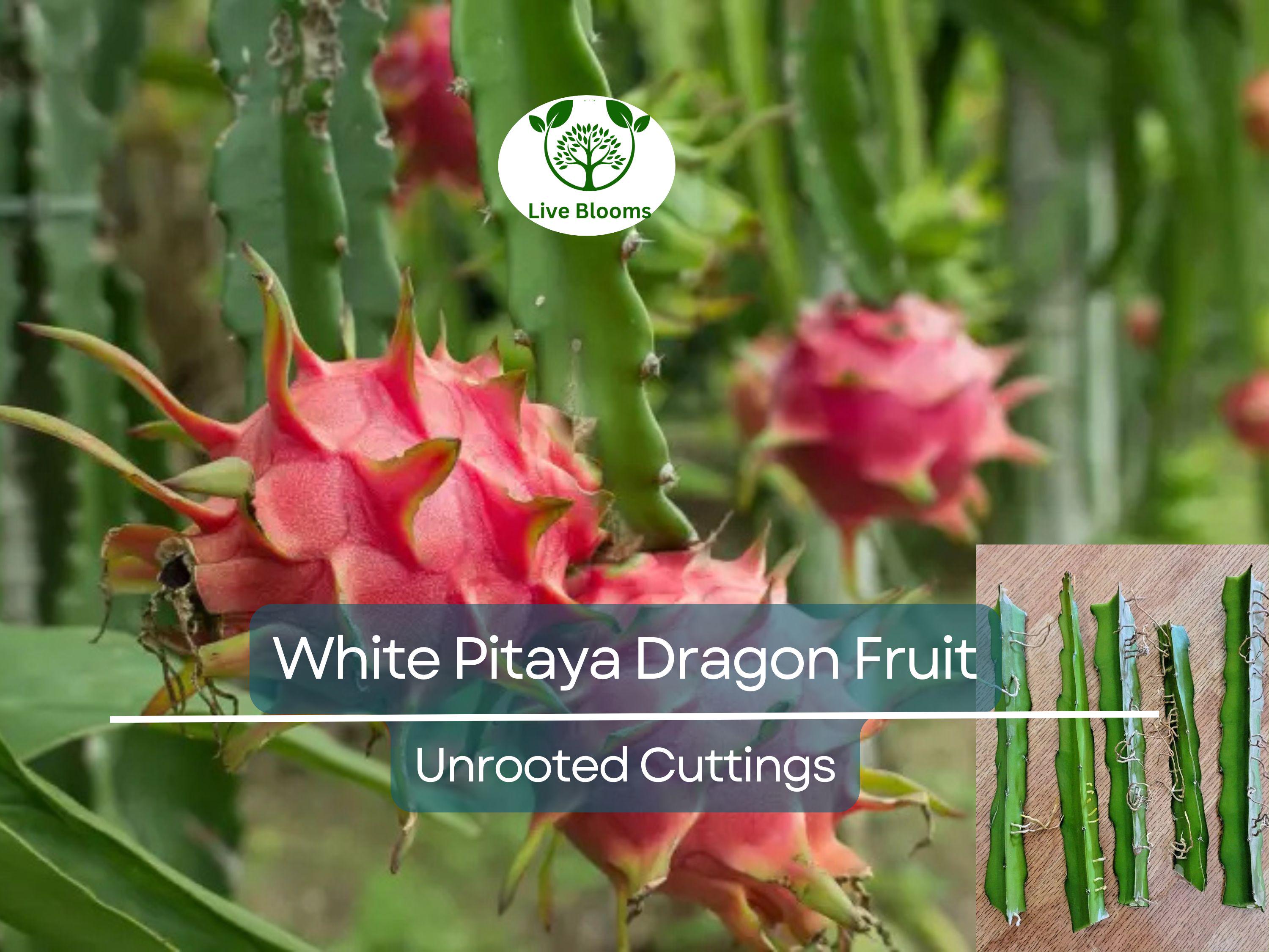 5pcs 10" Unrooted Dragonfruit Cuttings (Hylocereus), White Pitaya, Fresh Cuttings for Growing, Edible Fruit Cactus, Garden Planting