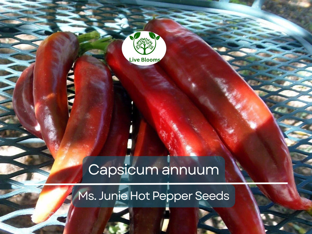 250 mg Seeds Ms. Junie Hot Pepper – Capsicum annuum | Unique Heirloom Chili for Planting, Gardening & Bold Spicy Harvest