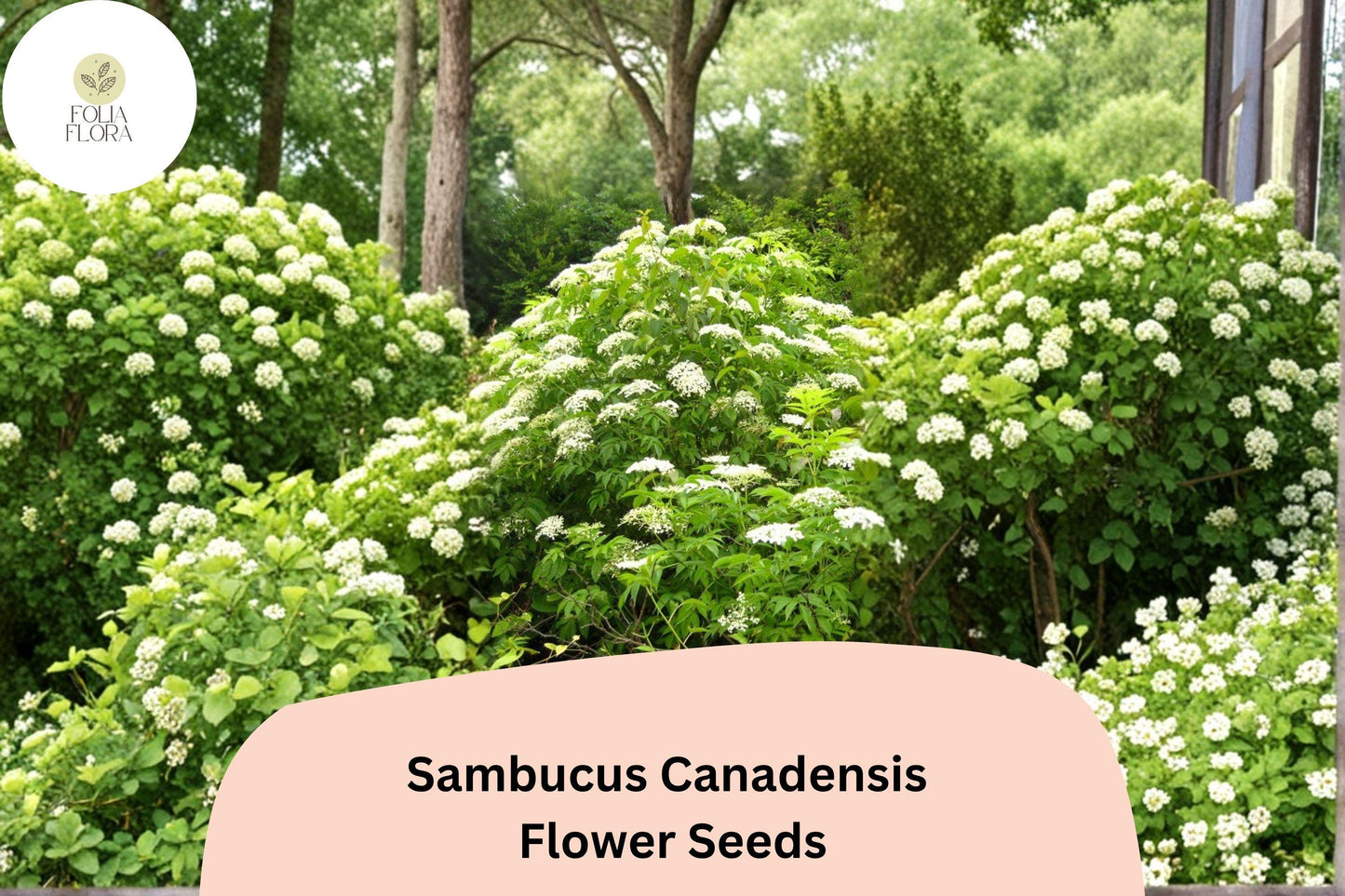 100 Sambucus canadensis Seeds | American Elderberry | Native Shrub for Wildlife & Garden Planting
