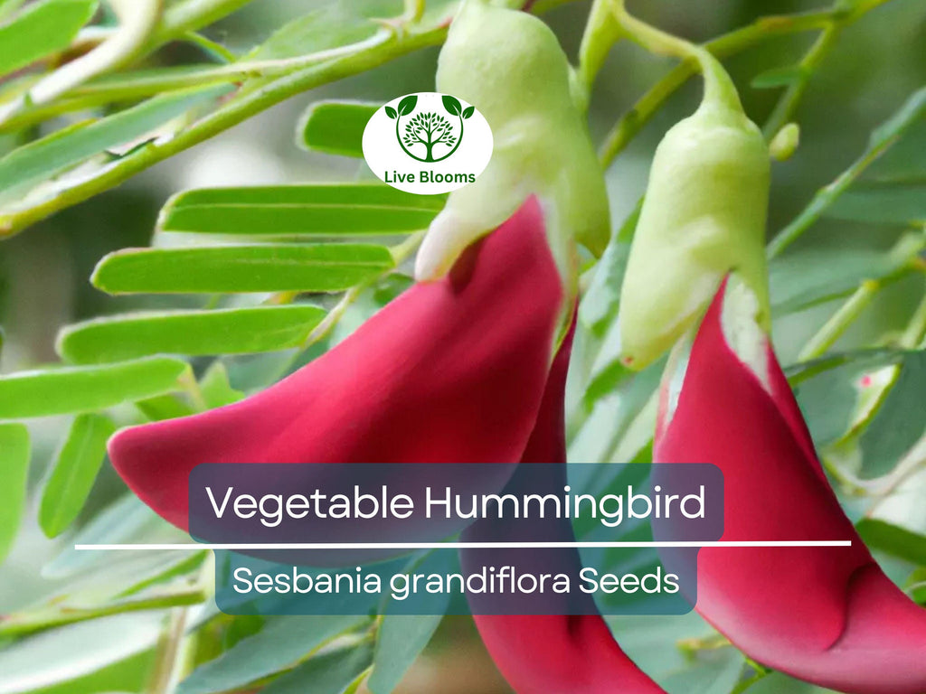 20 Vegetable Hummingbird Tree Seeds - Sesbania grandiflora, Agati Flower, Edible, Fast-Growing, Ornamental, Pollinator-Friendly, Tropical