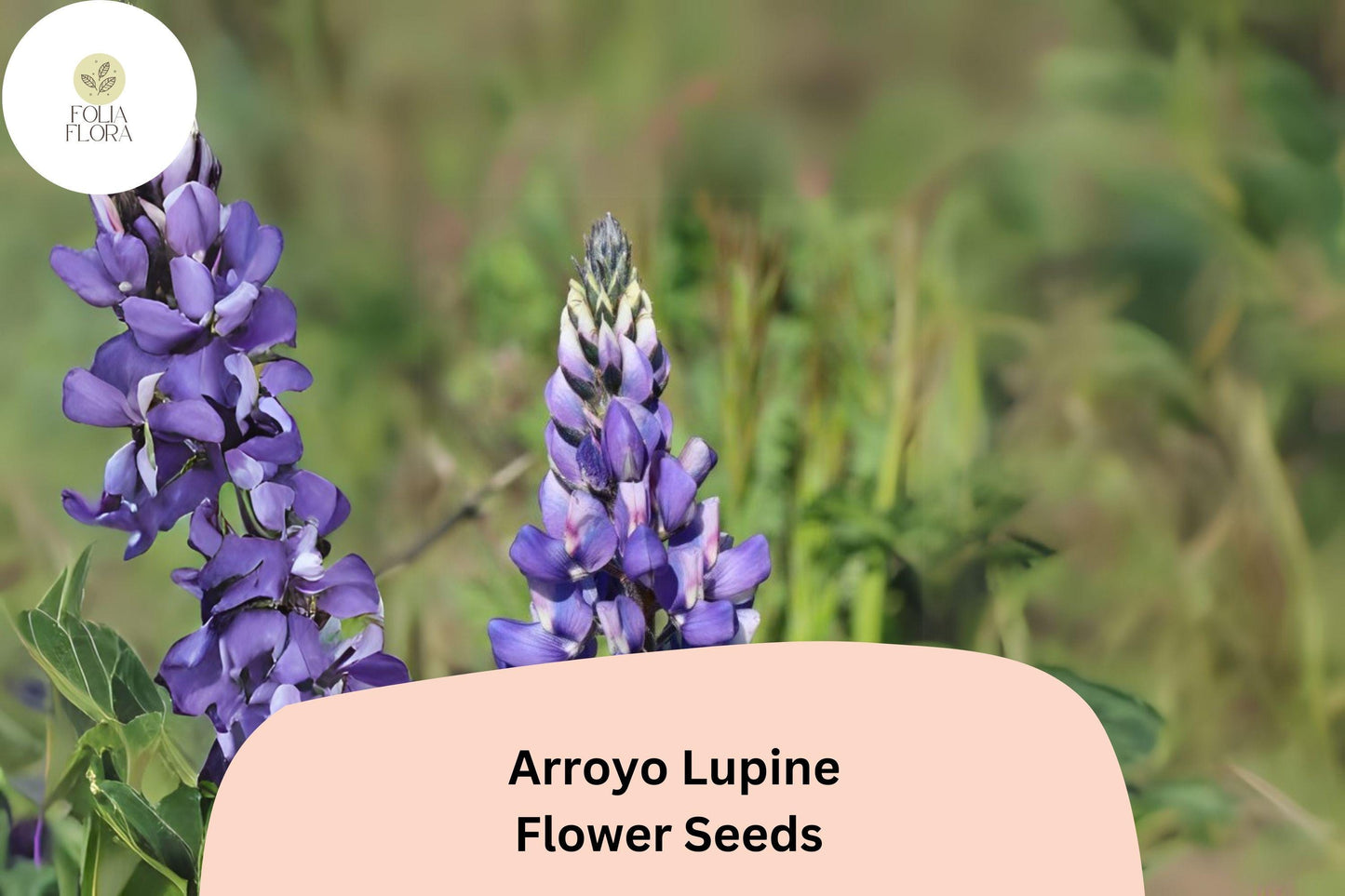 Lupinus succulentus Arroyo Lupine Seeds – 25+ Beautiful Blue-Purple Wildflowers for Gardens & Pollinators