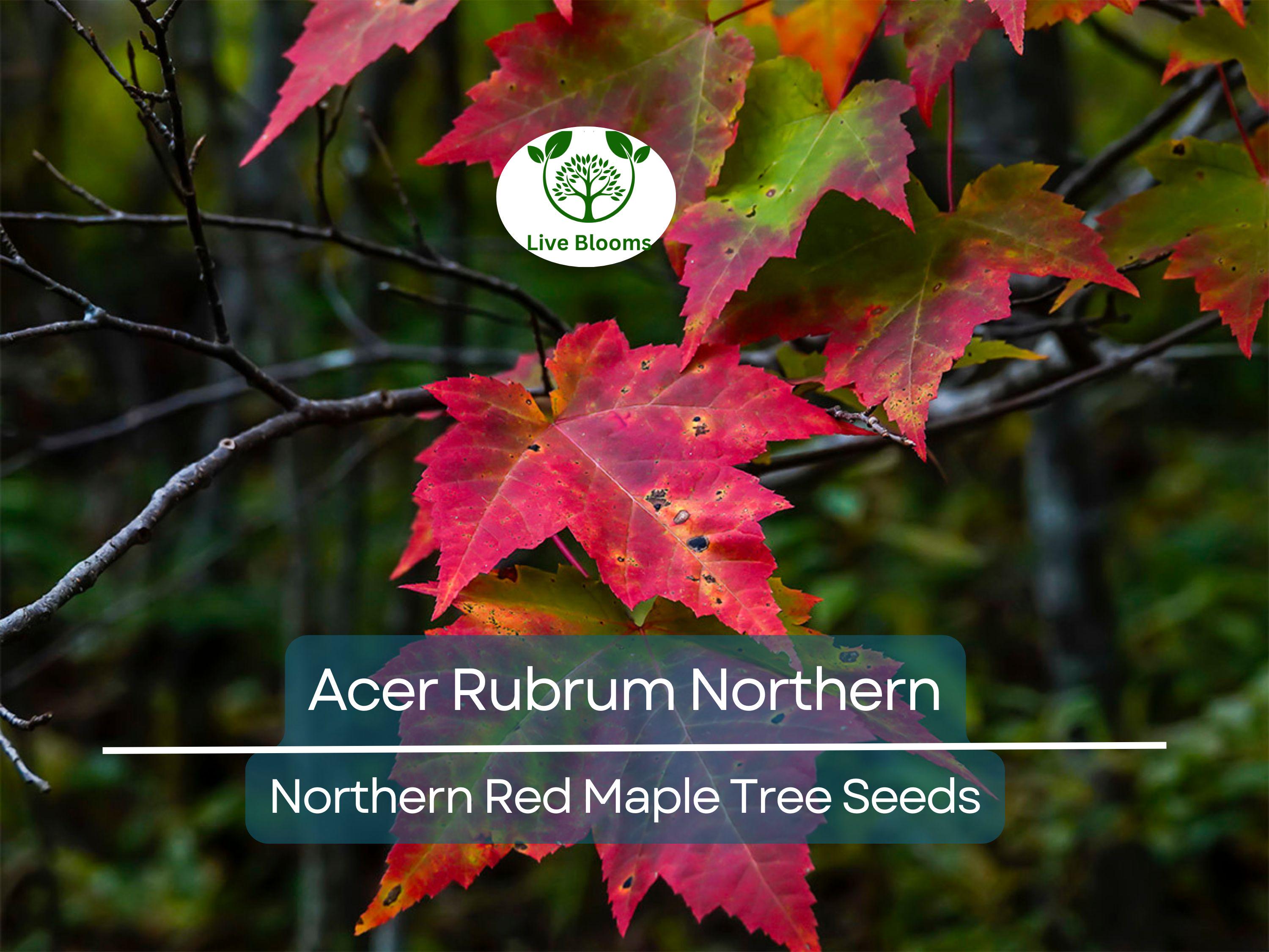 10 Seeds Acer Rubrum Northern (Northern Red Maple) for Planting - Fast-Growing, Hardy Tree for Landscaping, Shade & Garden - Red Maple Seeds