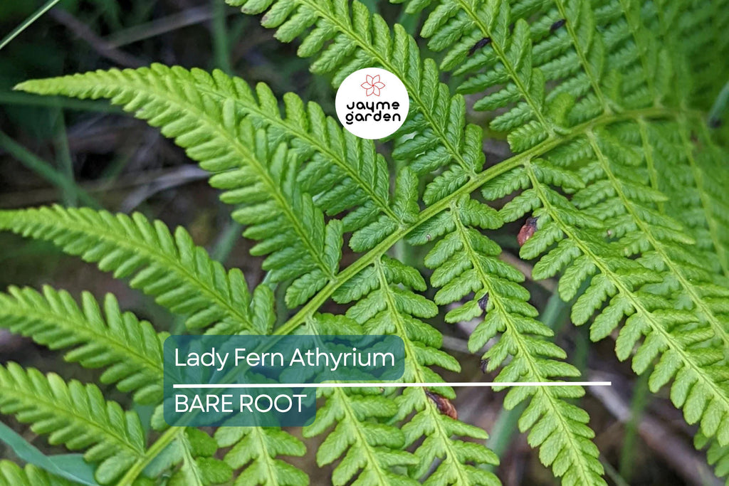 10 Lady Fern (Athyrium filix-femina) Bare Root Plants – Native Woodland Perennial, Shade-Loving, Cold-Hardy, Deer-Resistant Fern