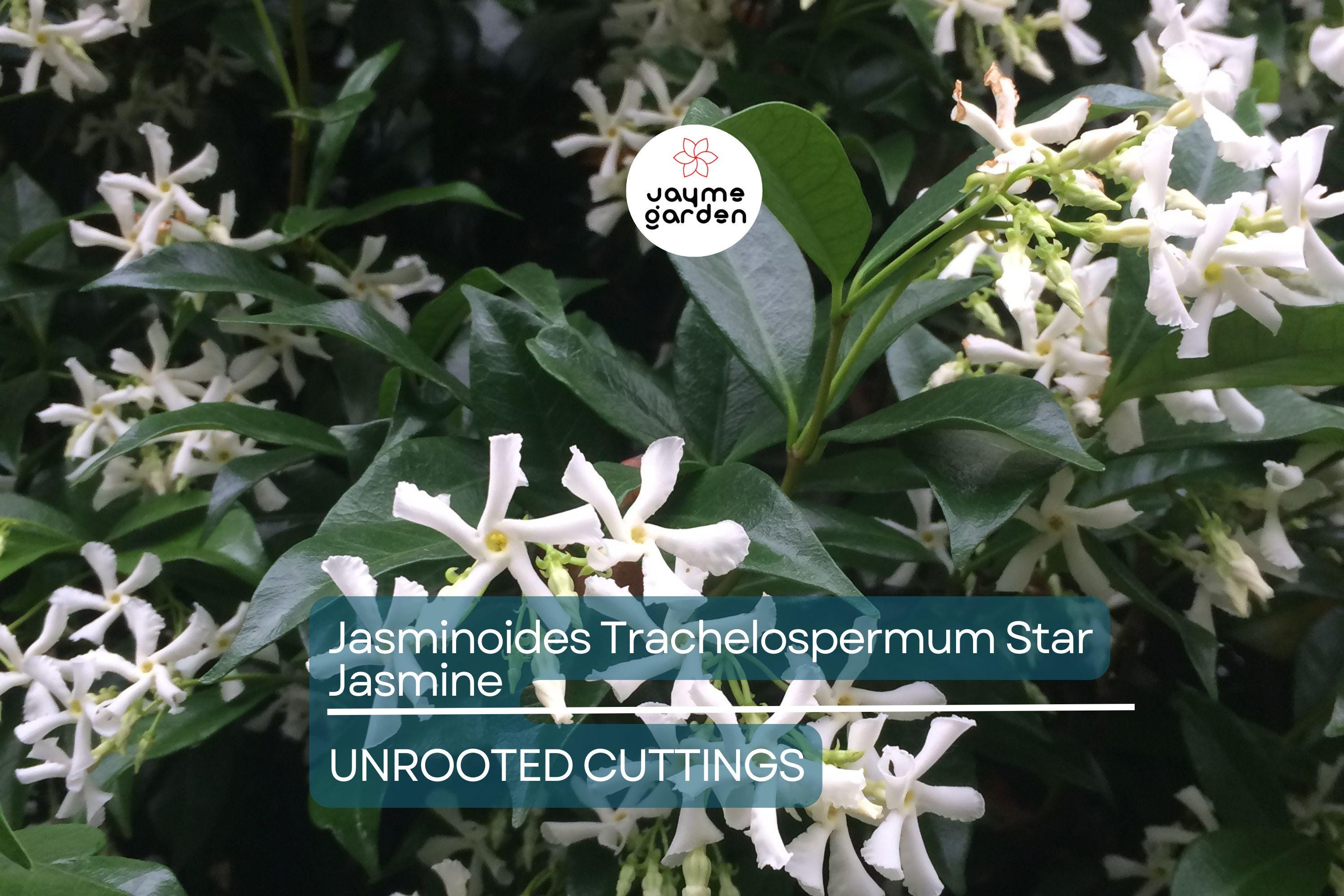 Star Jasmine Cuttings - 7 Live 6" Unrooted Cuttings, Fast-Growing, Fragrant White Blooms, USDA Zones 8-10