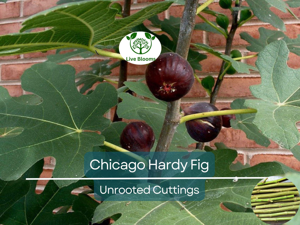 10 Chicago Hardy Fig Tree Scion Cuttings - Ficus carica Unrooted 10-12” for Rooting or Grafting - Cold-Hardy Fruit Variety