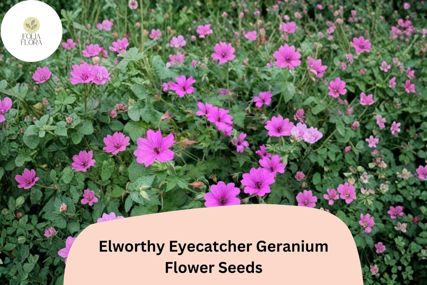 25+ Elworthy Eyecatcher Geranium Seeds | Pink-Purple Blooms | Hardy Perennial Ground Cover for Garden Borders