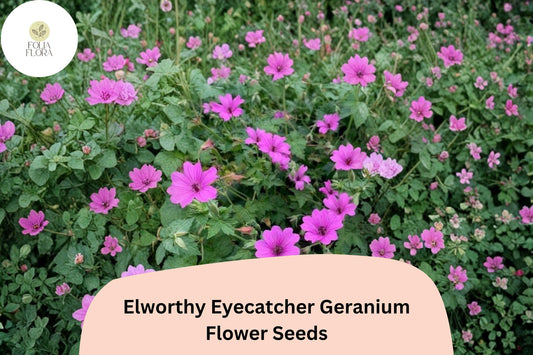 25+ Elworthy Eyecatcher Geranium Seeds | Pink-Purple Blooms | Hardy Perennial Ground Cover for Garden Borders