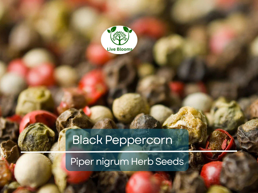 20 Black Peppercorn Seeds (Piper nigrum), Vine, Spice Plant, Fresh Peppercorns, Indoor Garden, Cooking Spice, Aromatic Herb, Garden Starter