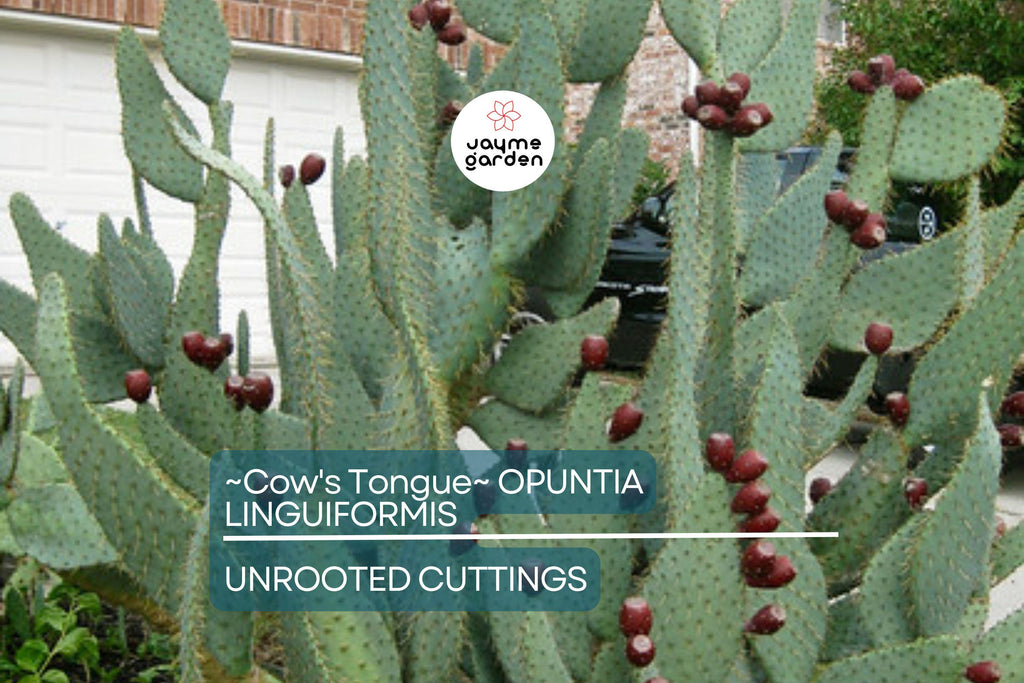 Hardy Cow's Tongue Cactus (Opuntia Liguiformis) Pad Cutting | 8-10" Prickly Specimen | Cold Hardy | Golden Orange Blooms