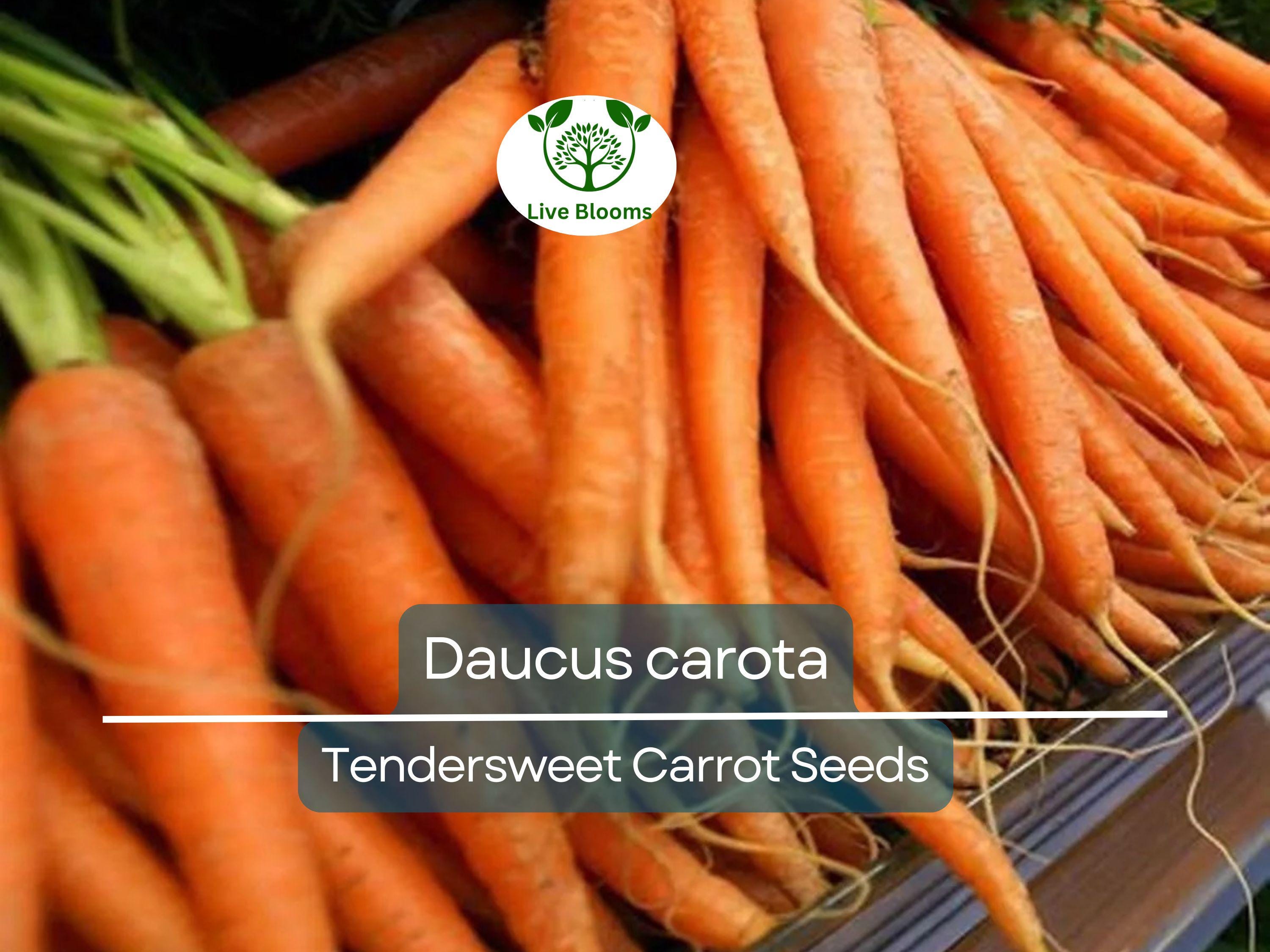 300 Seeds Tendersweet Carrot - Daucus carota | Heirloom Carrot Seeds for Planting, Gardening & Deliciously Sweet Root Harvest