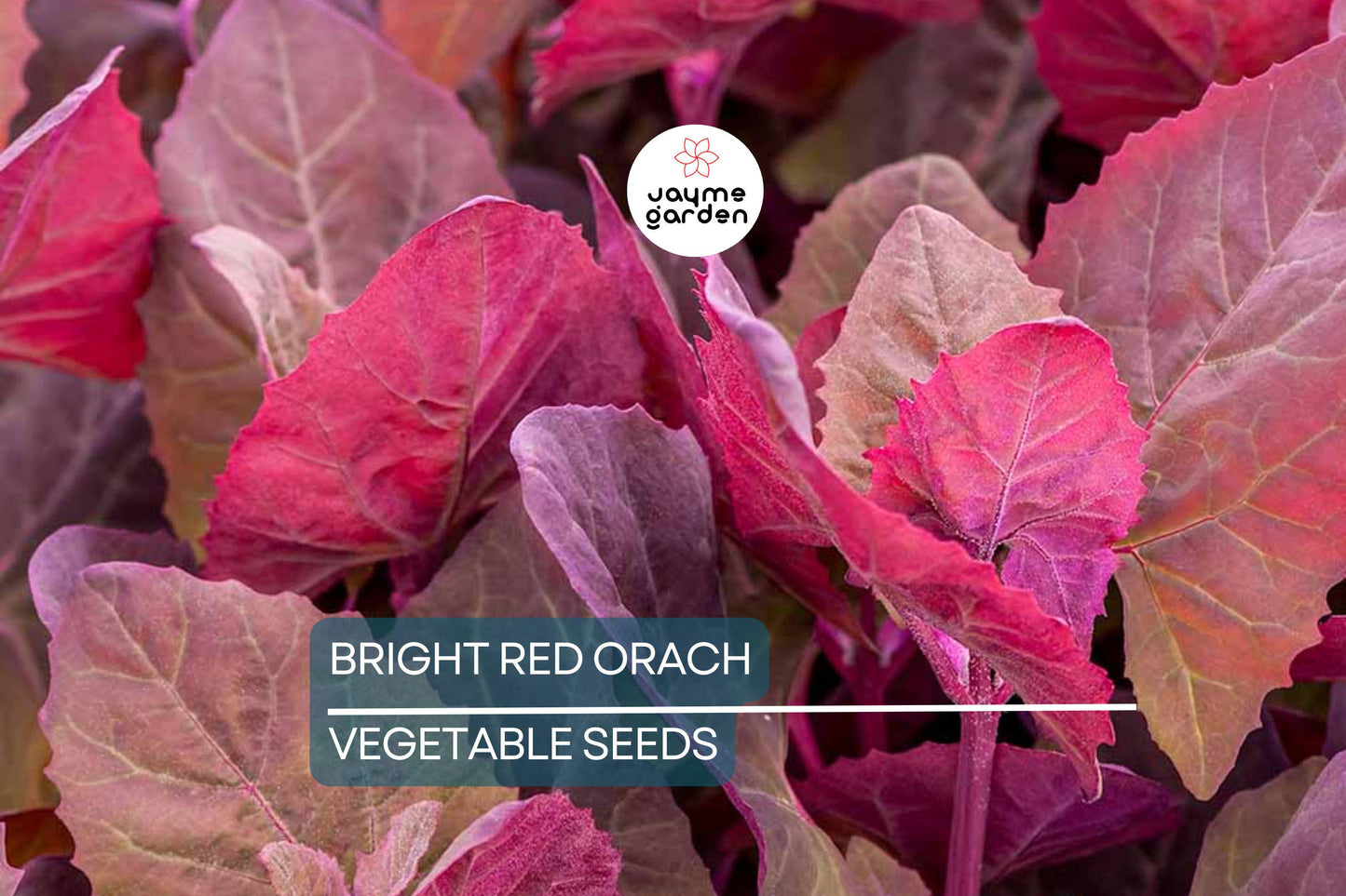 300 Bright Red Orach Seeds, French Spinach (Atriplex hortensis) Heirloom, 1' Tall, Free Shipping