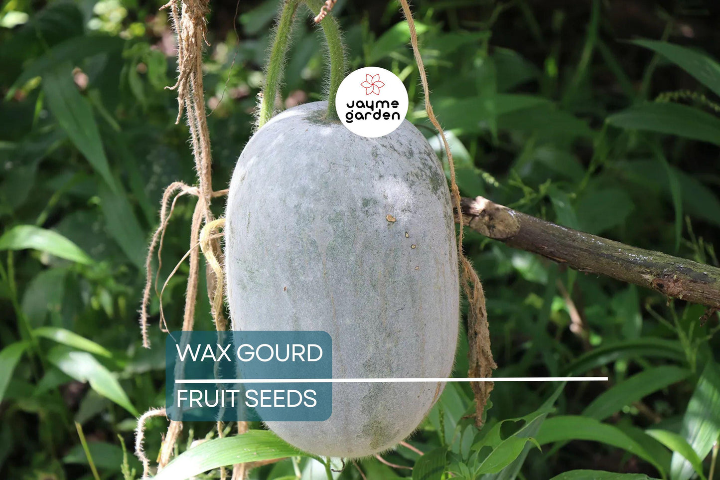 20 Wax Gourd Seeds – Fuzzy Winter Melon, Benincasa hispida, Oblong Shape, Long Storage, Heirloom, Free Shipping, USA Seller!