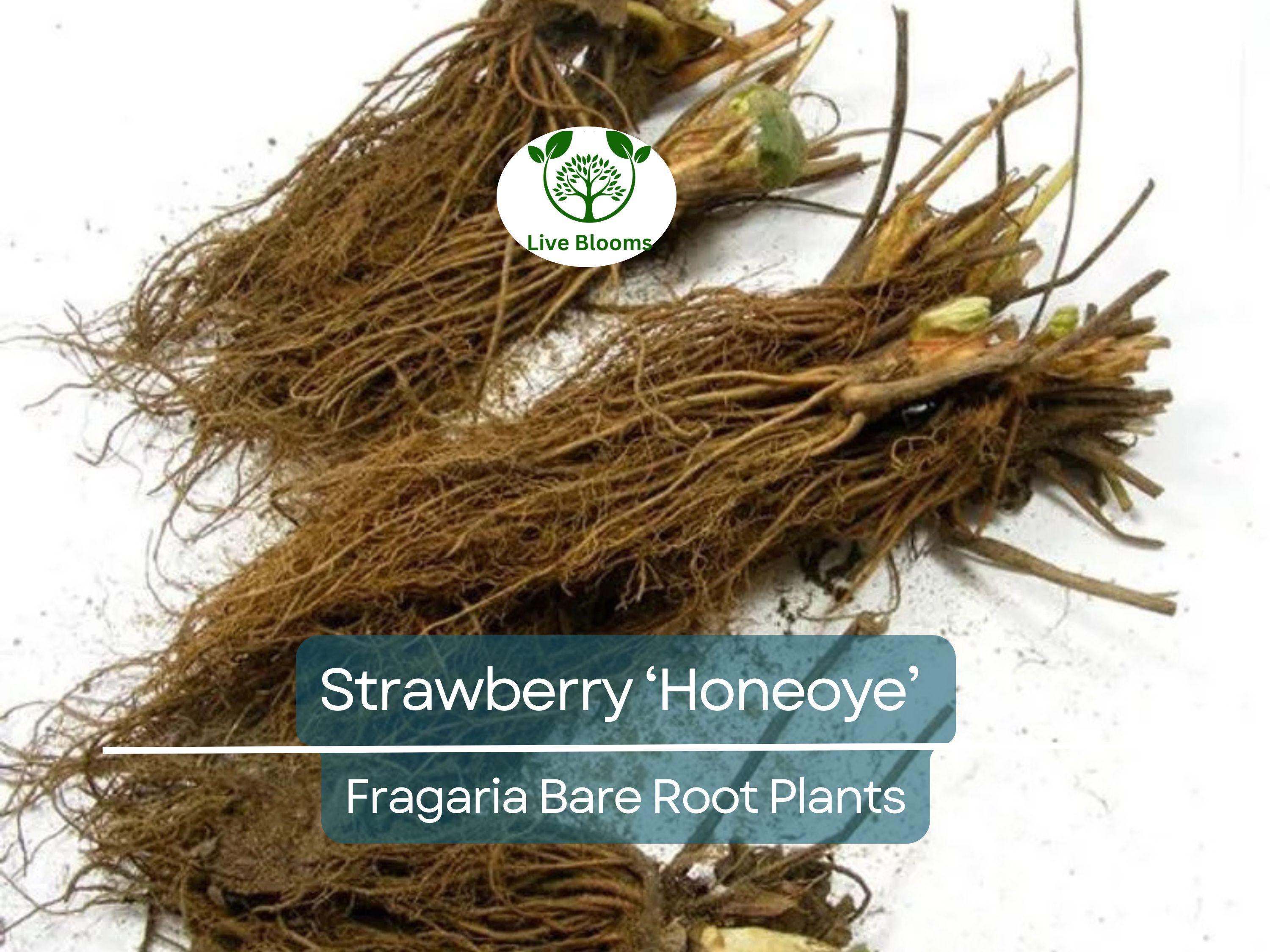 12 Honeoye Strawberry Plants – Bare Root – Sweet, Juicy Berries – Cold Hardy & Productive – June-Bearing – Zones 4–9