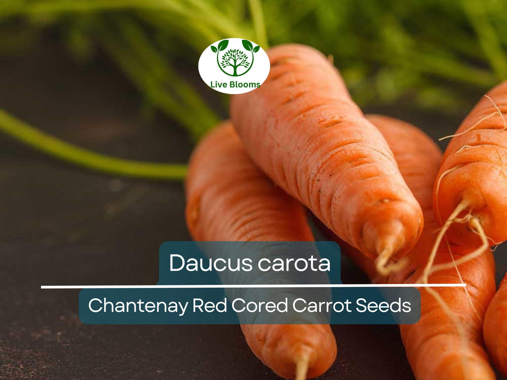 800 Seeds Chantenay Red Cored Carrot - Daucus carota | Heirloom Carrot for Planting, Gardening & Sweet, Crisp Root Harvest