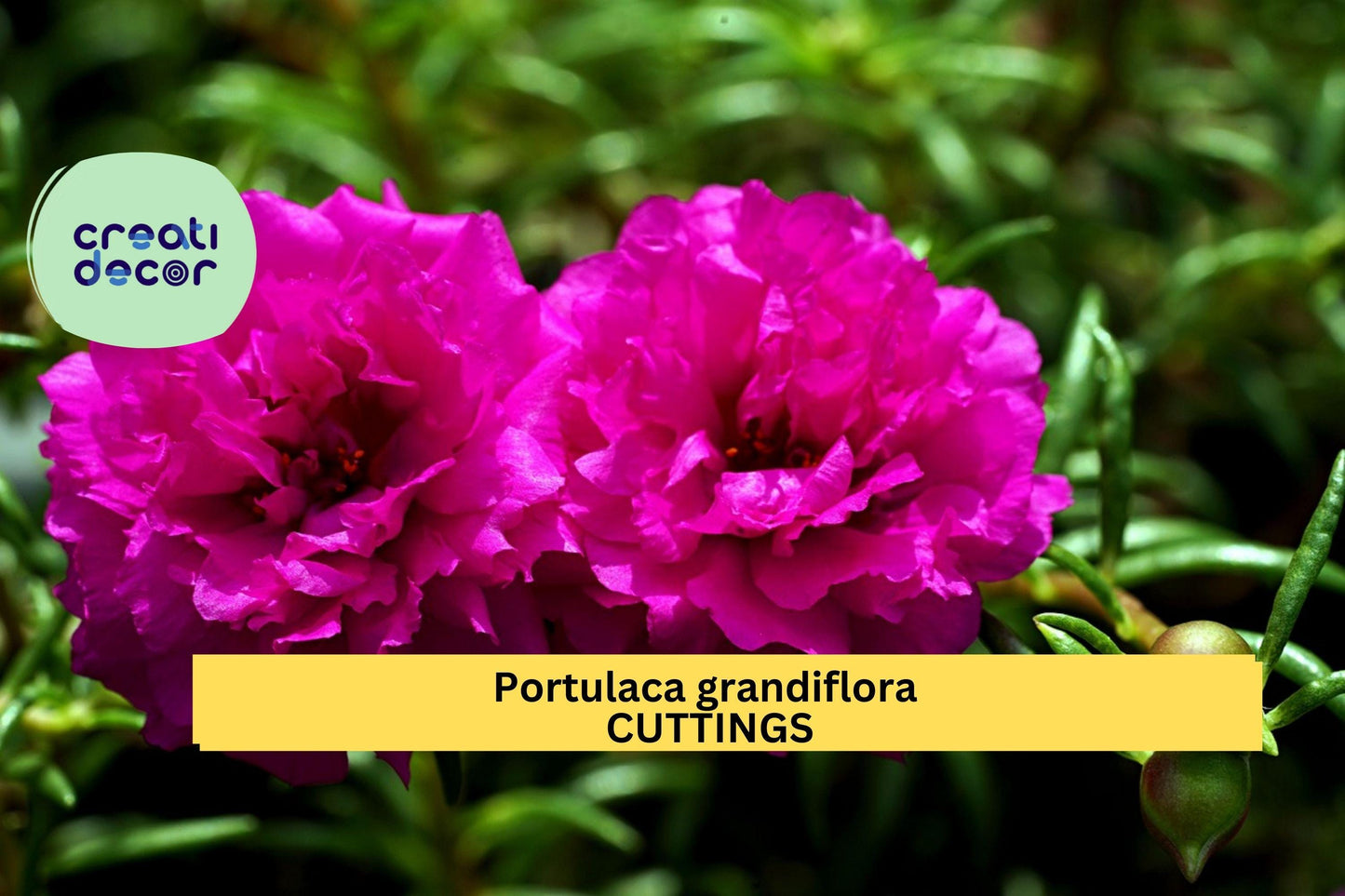 1 Purple Batik Portulaca Cuttings | Moss Rose Grandiflora | Rare New Color | Unrooted Succulent Starter | Fast Blooming Ground Cover