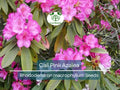 50 Cali Pink Azalea Seeds (Rhododendron macrophyllum) Flowering Shrub, Bush, Tree – Beautiful Pink Blooms, Hardy Garden Plant