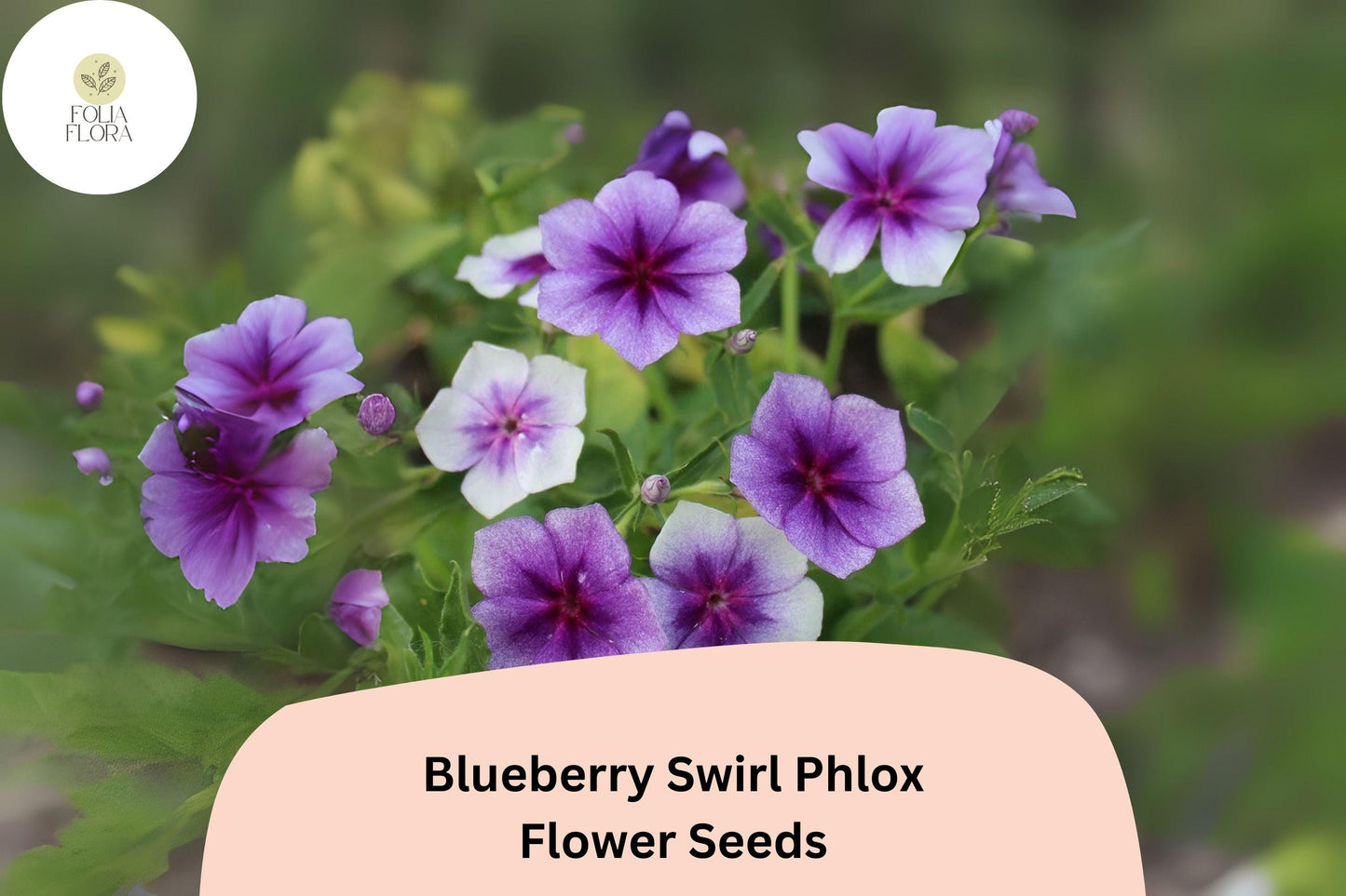 100+ Blueberry Swirl Phlox Seeds for Planting | Phlox drummondii Annual Flower Seeds | Purple & White Blooms for Garden Beds