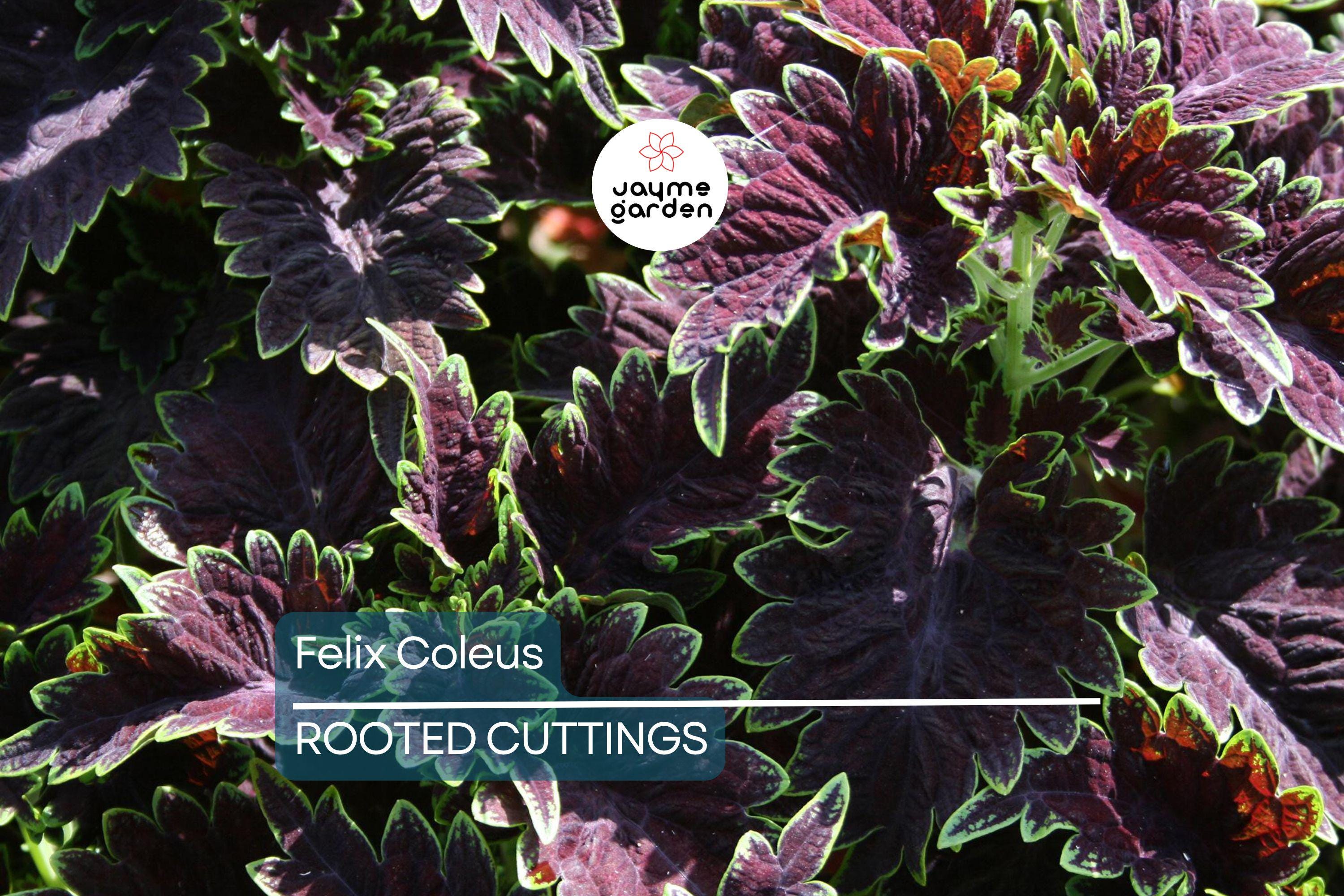 Felix Coleus Rooted Cutting | Vibrant Foliage Starter Plant | Easy Care for Indoor & Outdoor Gardens