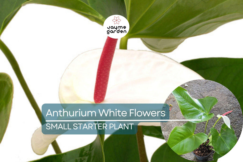 Anthurium Starter Plant - Live Plant with White Flamingo Flowers - Tropical Houseplant for Home, Office, & Decorative Indoor Spaces