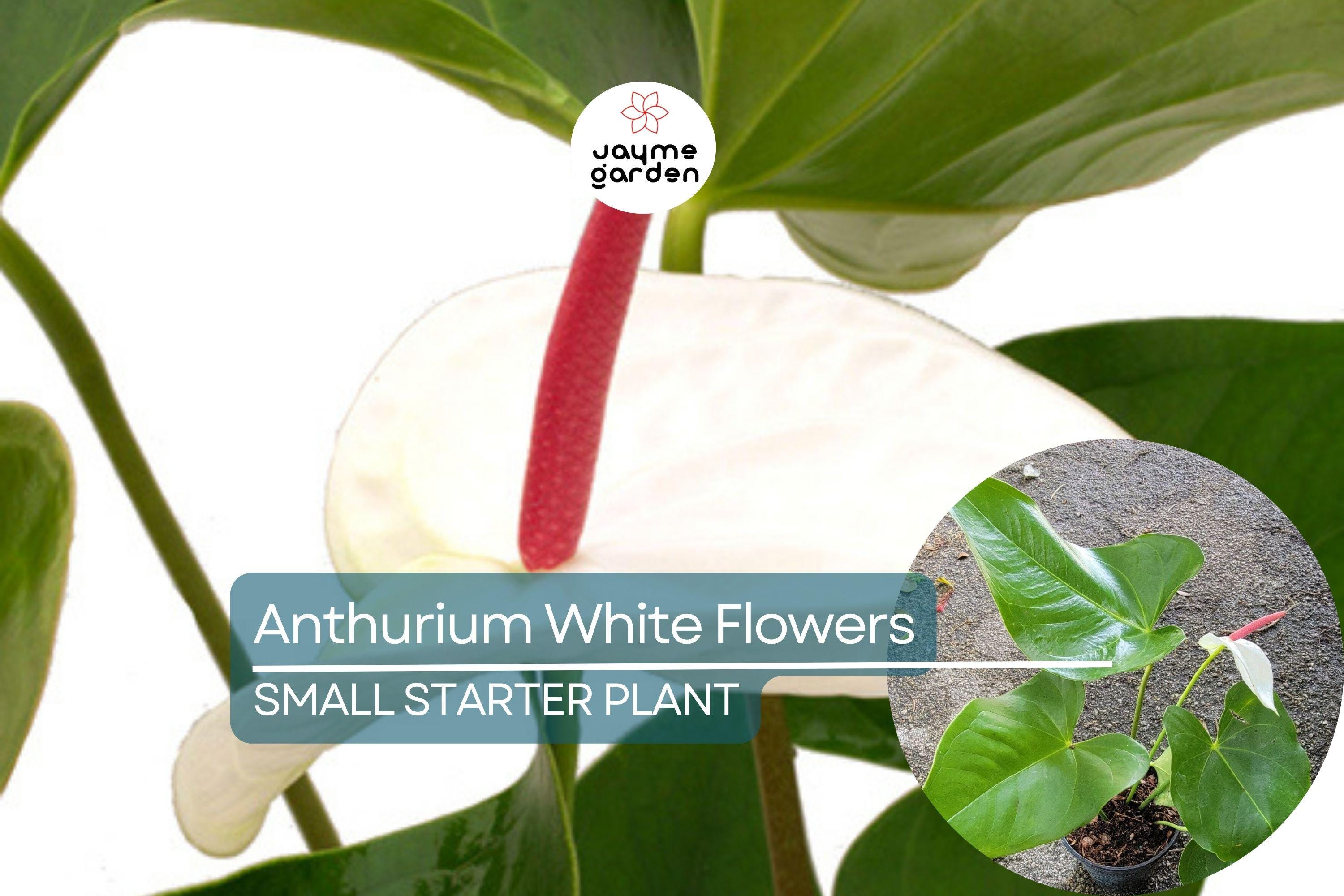 Anthurium Starter Plant - Live Plant with White Flamingo Flowers - Tropical Houseplant for Home, Office, & Decorative Indoor Spaces