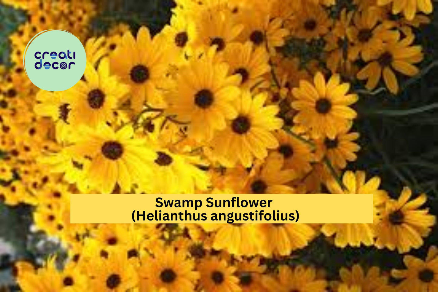 Swamp Sunflower Seeds Helianthus angustifolius 100 Count Tall Yellow Native Wildflower Garden Plant