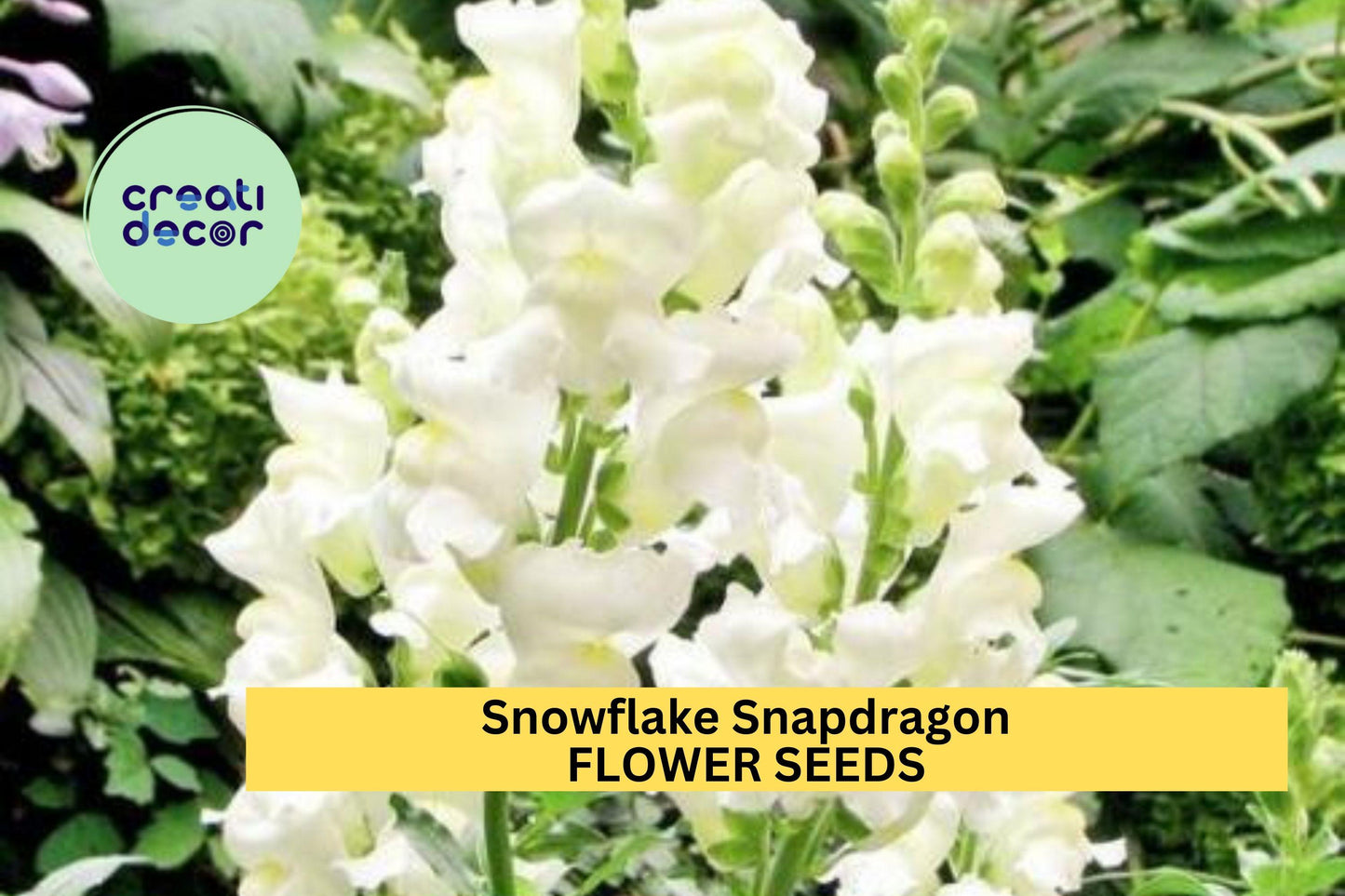 1000+ Snowflake Snapdragon Seeds – Elegant White Blooms for Garden Planting, Tall Spikes for Borders, Bouquets & Pollinator Gardens – USA