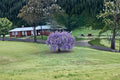 Purple Wisteria 2 Live Vines 12–18" Tall (Wisteria) Flowering Climbing Vine