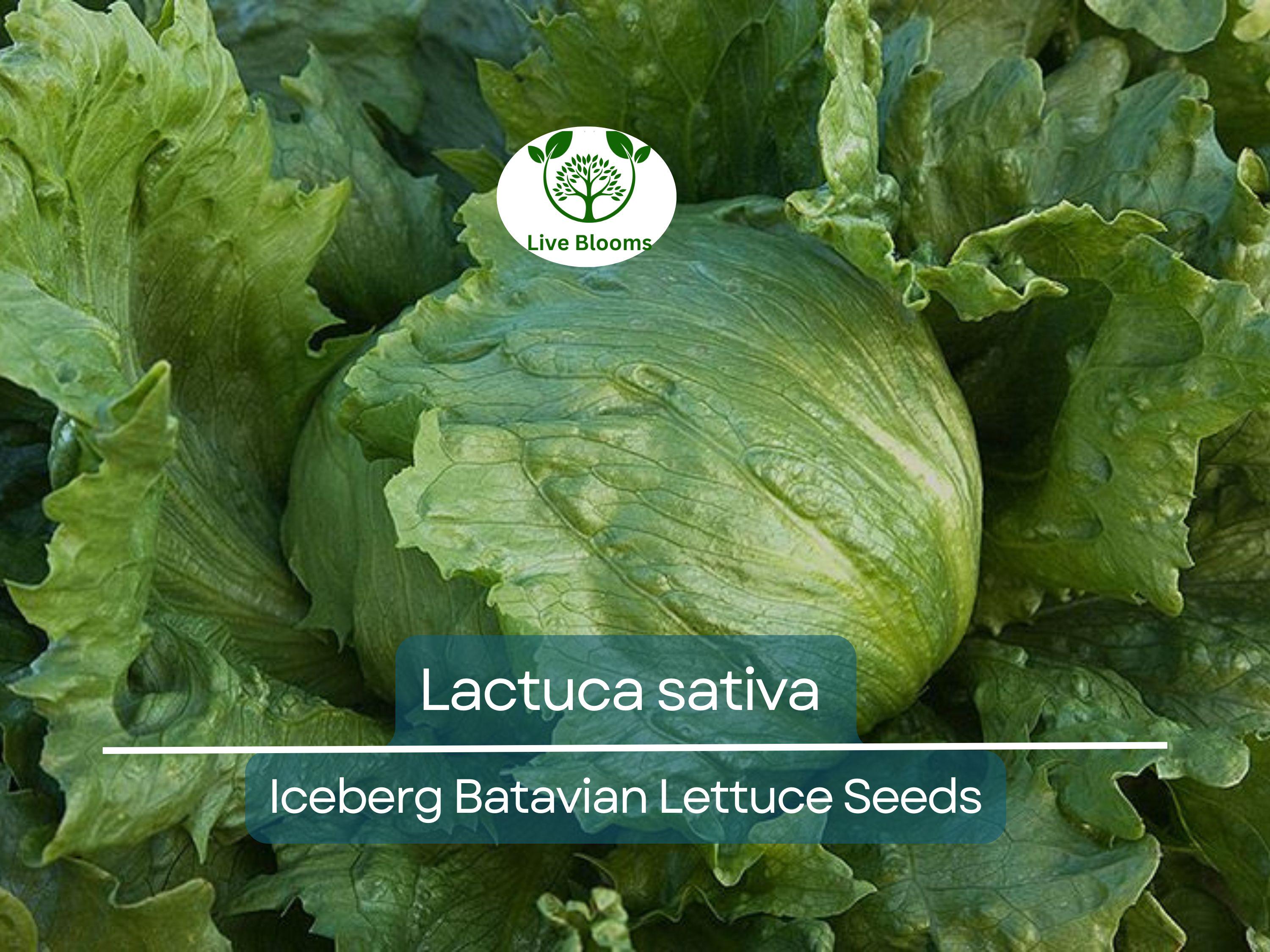 700 Seeds Iceberg Batavian Lettuce – Lactuca sativa | Heirloom Heading Lettuce Seeds for Planting & Crisp, Fresh Harvests