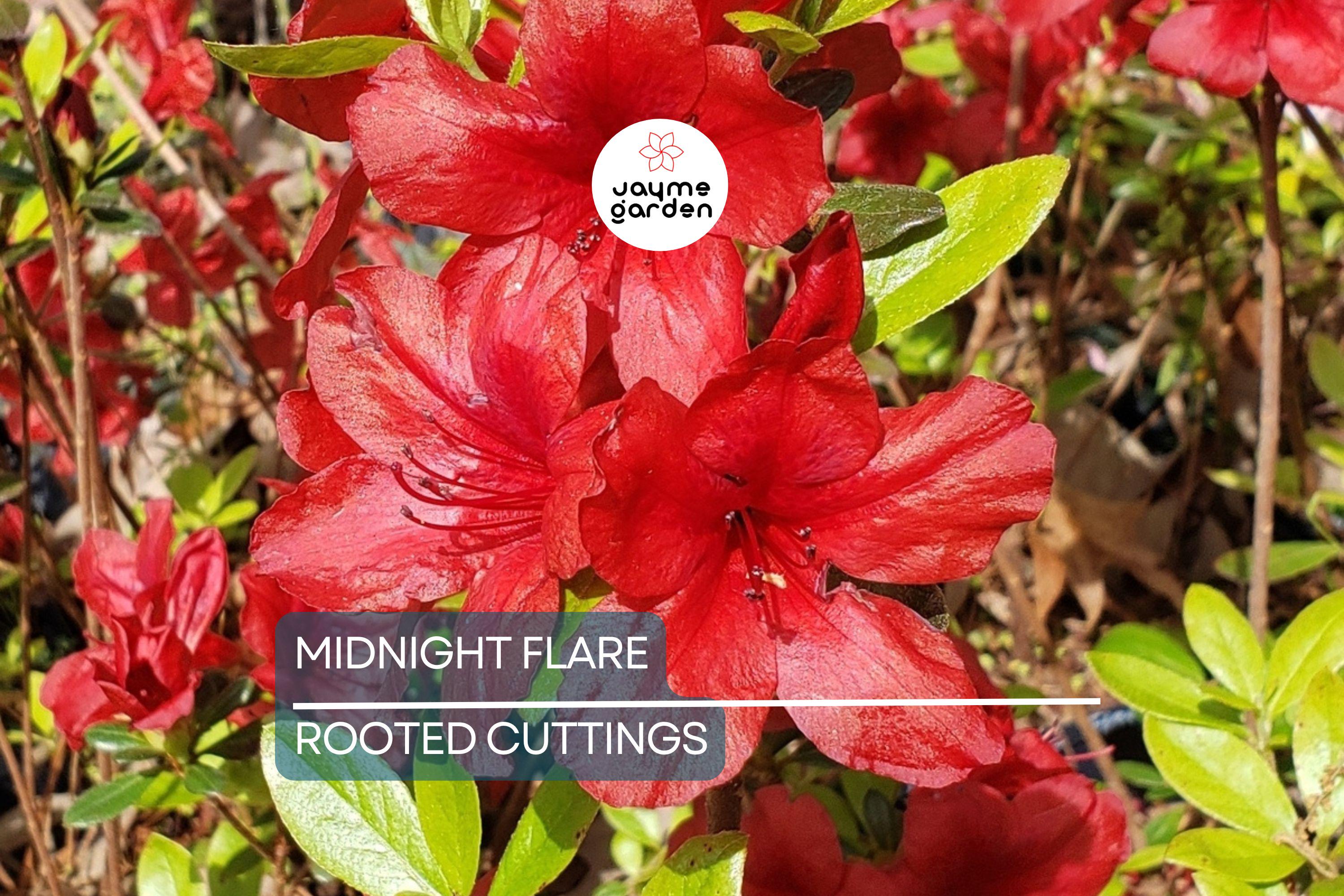 Midnight Flare Azalea | Live Rooted Starter Plant (2-8") | Deciduous Rhododendron Shrub |