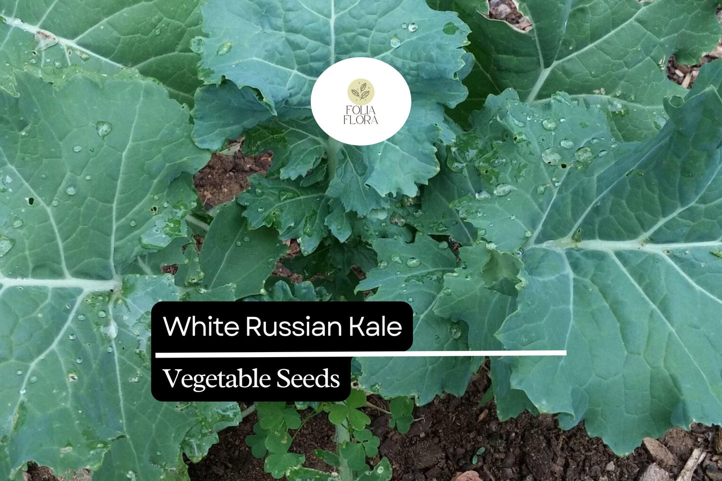 200 Seeds White Russian Kale (Brassica napus) – Tender, Sweet, and Frost-Hardy Kale Variety