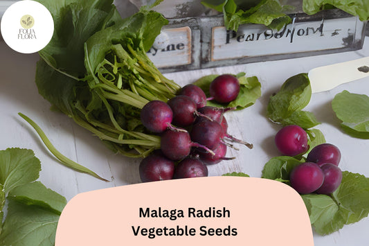 500+ Malaga Radish Seeds – Heirloom Long Red Radish Seeds for Garden Planting